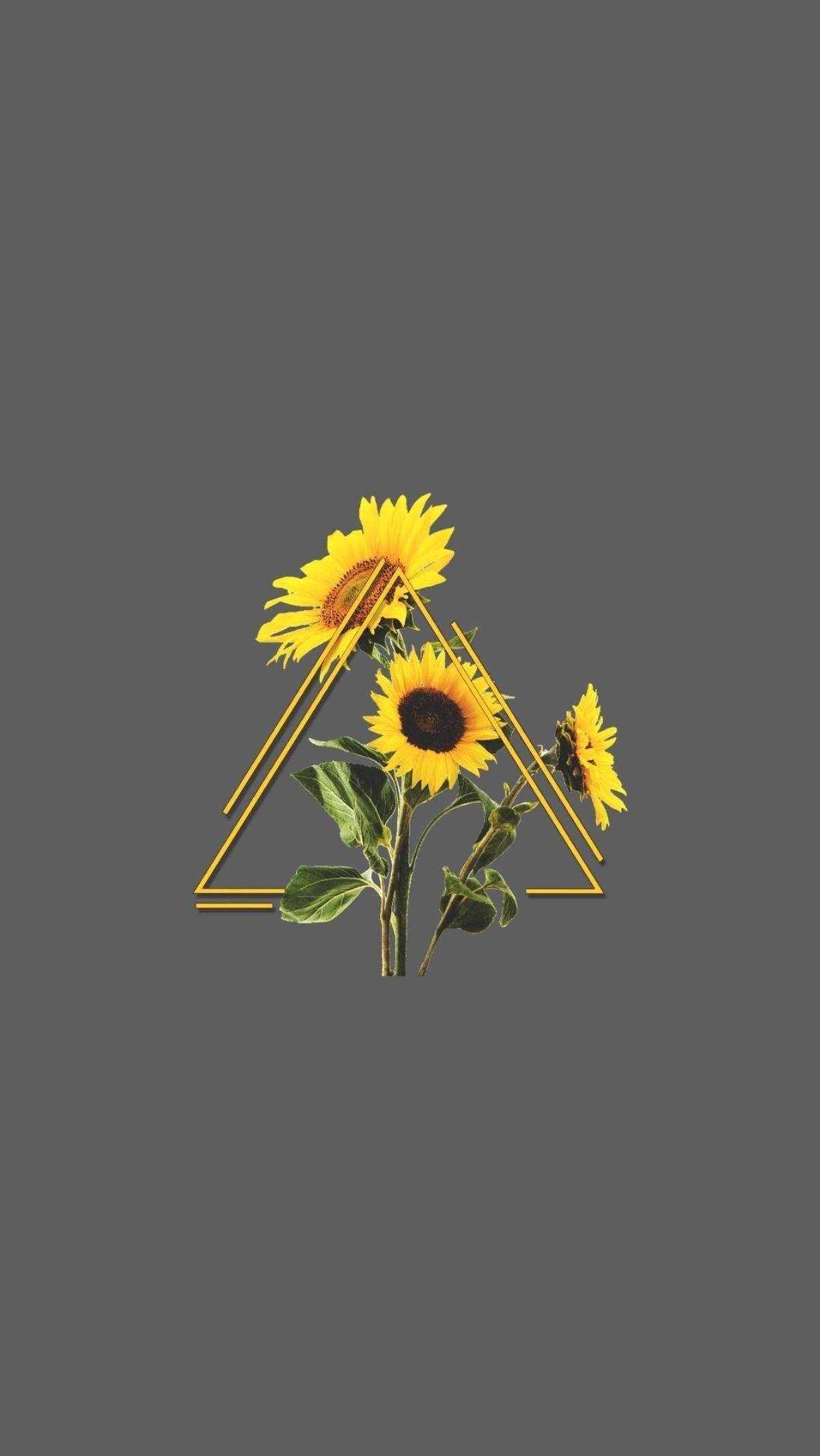 Desktop Background Sunflower Background Aesthetic