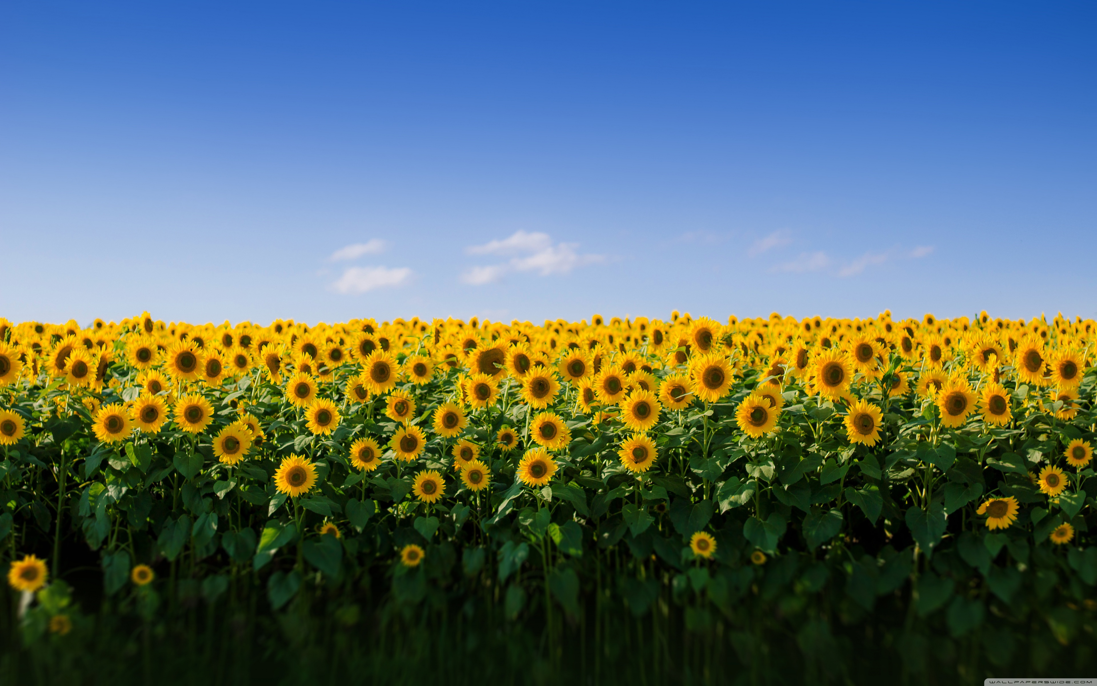 Sunflower Field Aesthetic Ultra HD Desktop Background Wallpaper