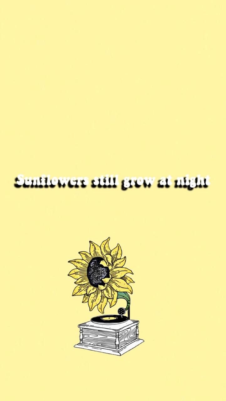 Sunflower wallpaper discovered by