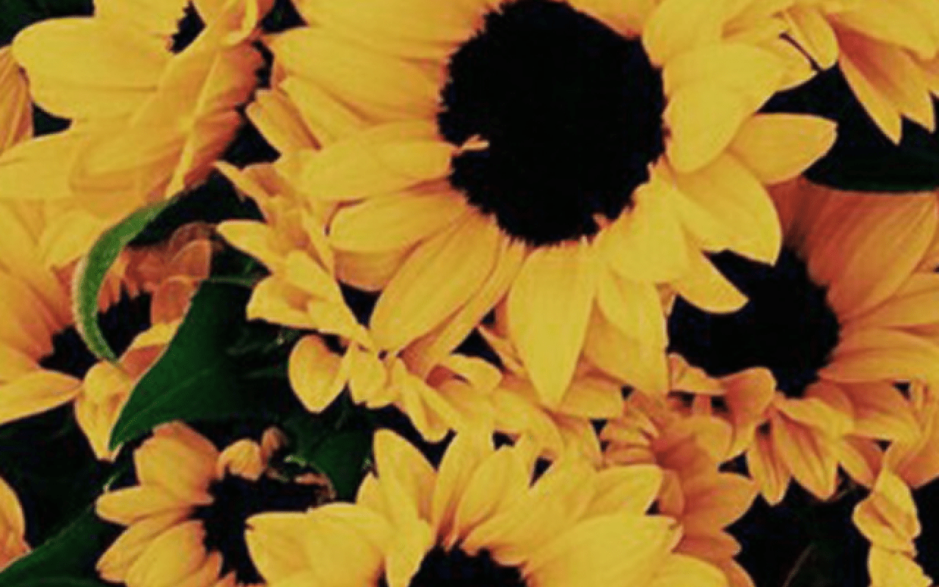 Aesthetic Sunflowers Wallpapers Wallpaper Cave