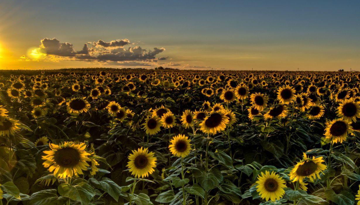 Sunset field sunflowers sunflower wallpaperx2071