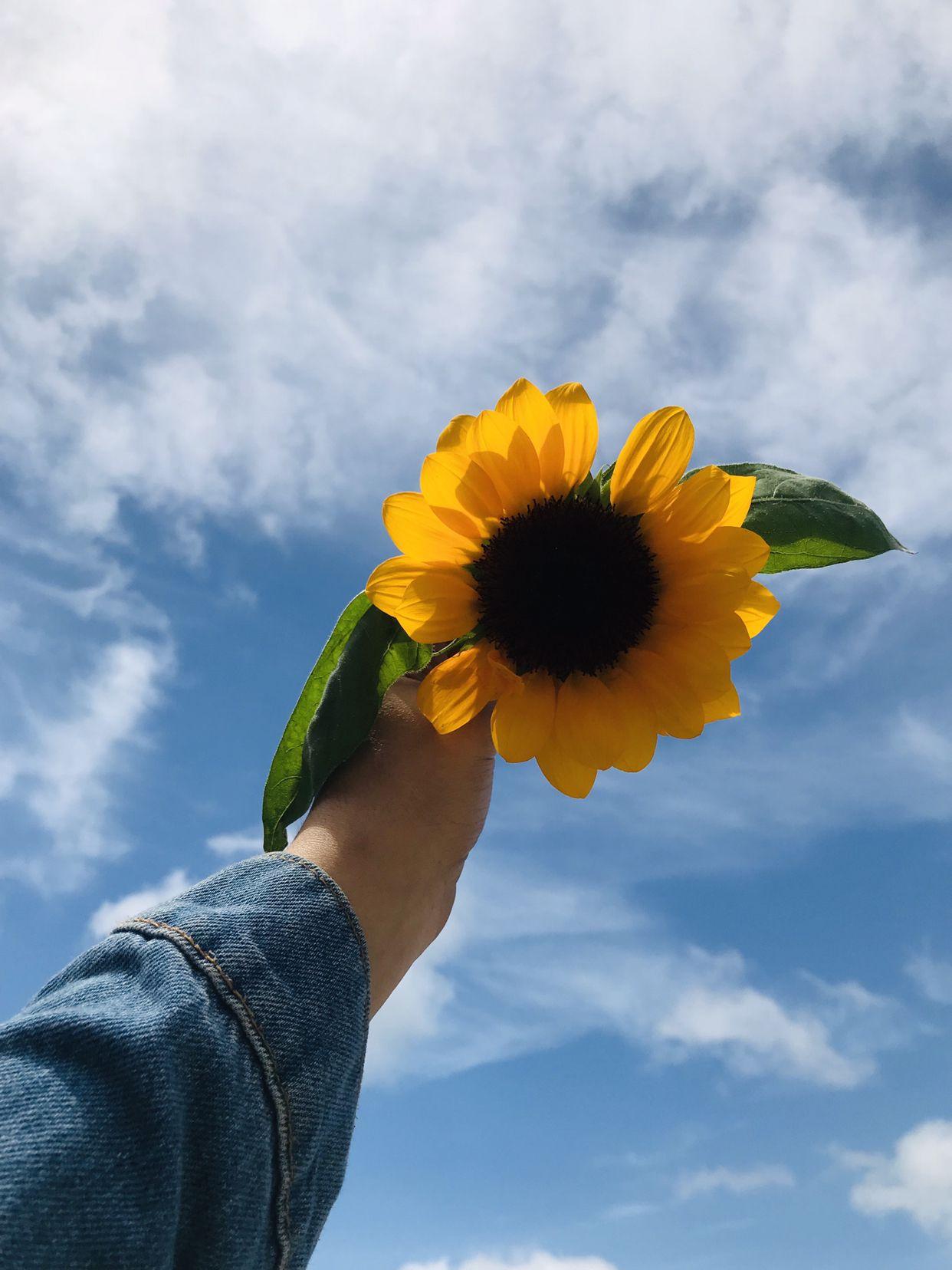 Cute Aesthetic Wallpaper Sunflower