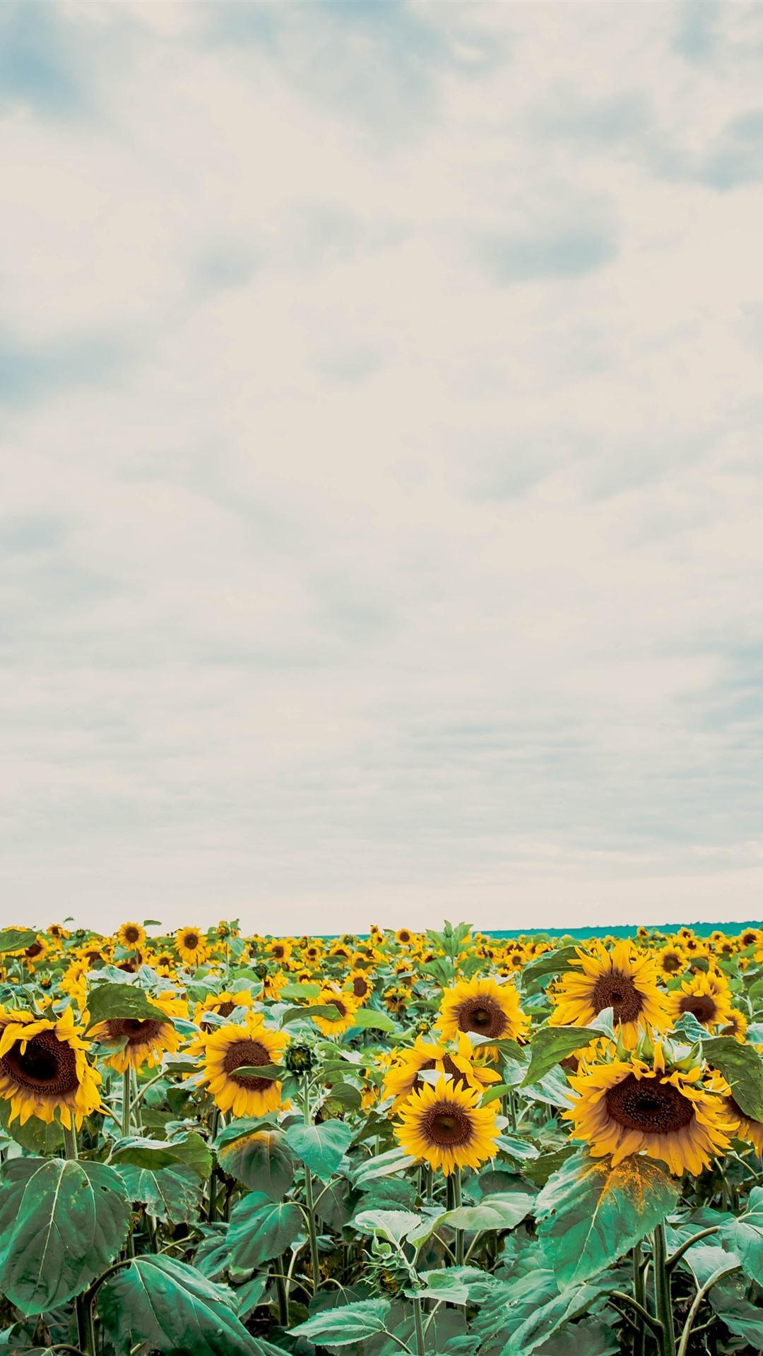 Sunflowers, Blue Sky, White Clouds 1125x2436 IPhone XS X