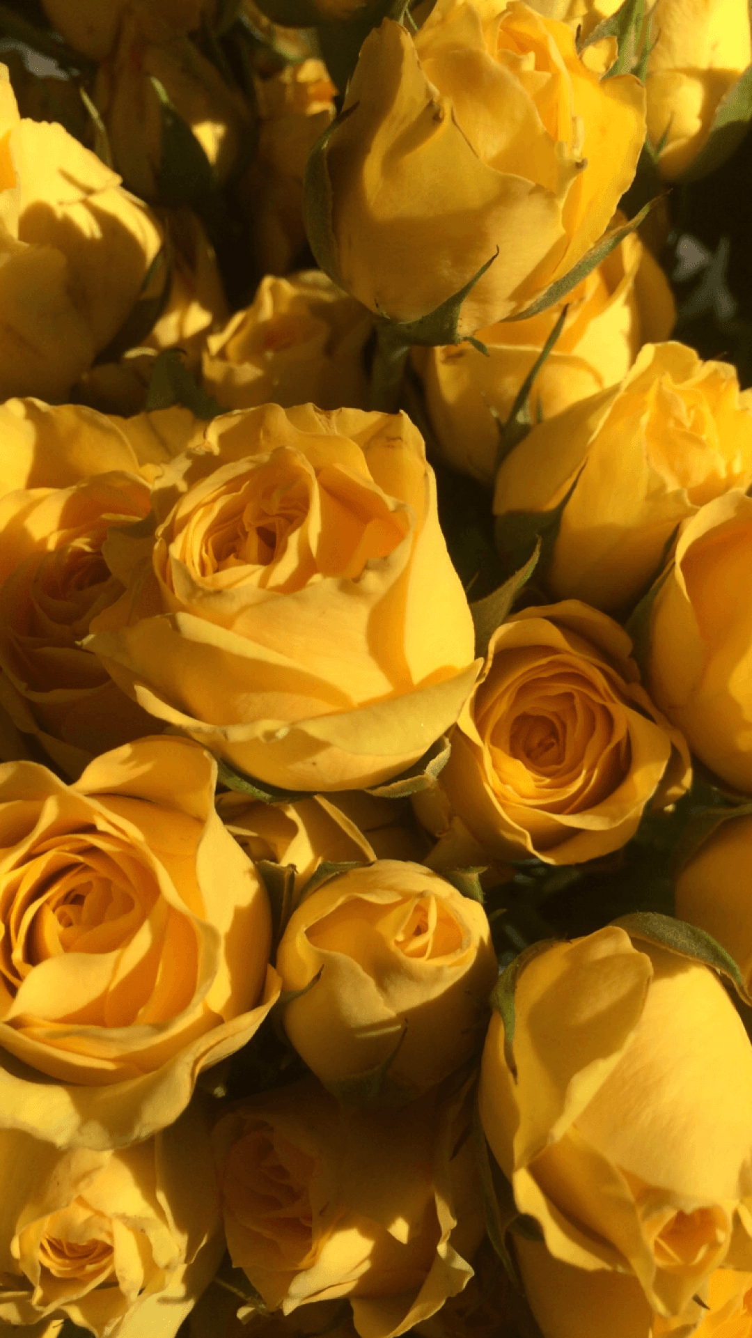 Yellow Aesthetic Sunflowers, iPhone