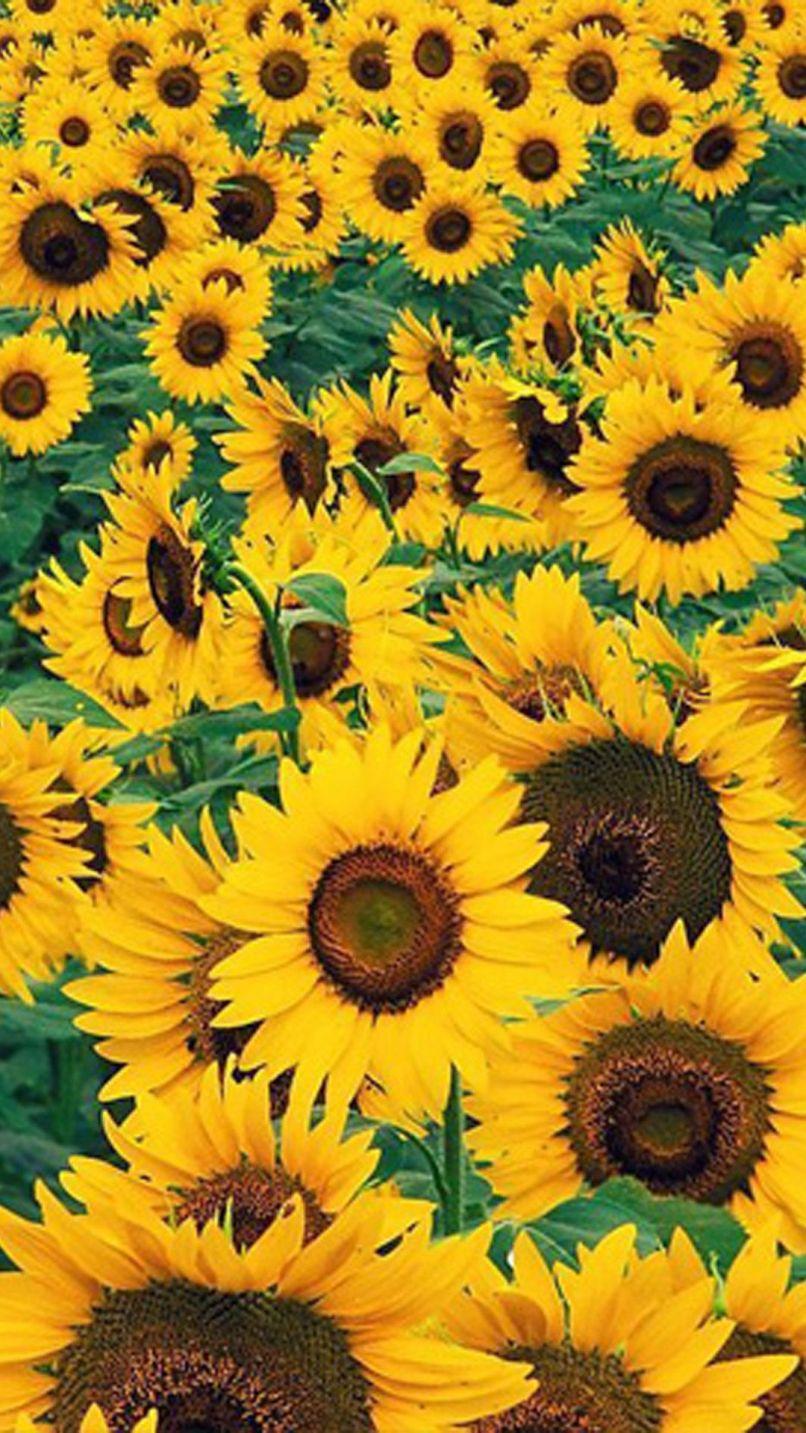 Aesthetic Sunflower Wallpaper HD