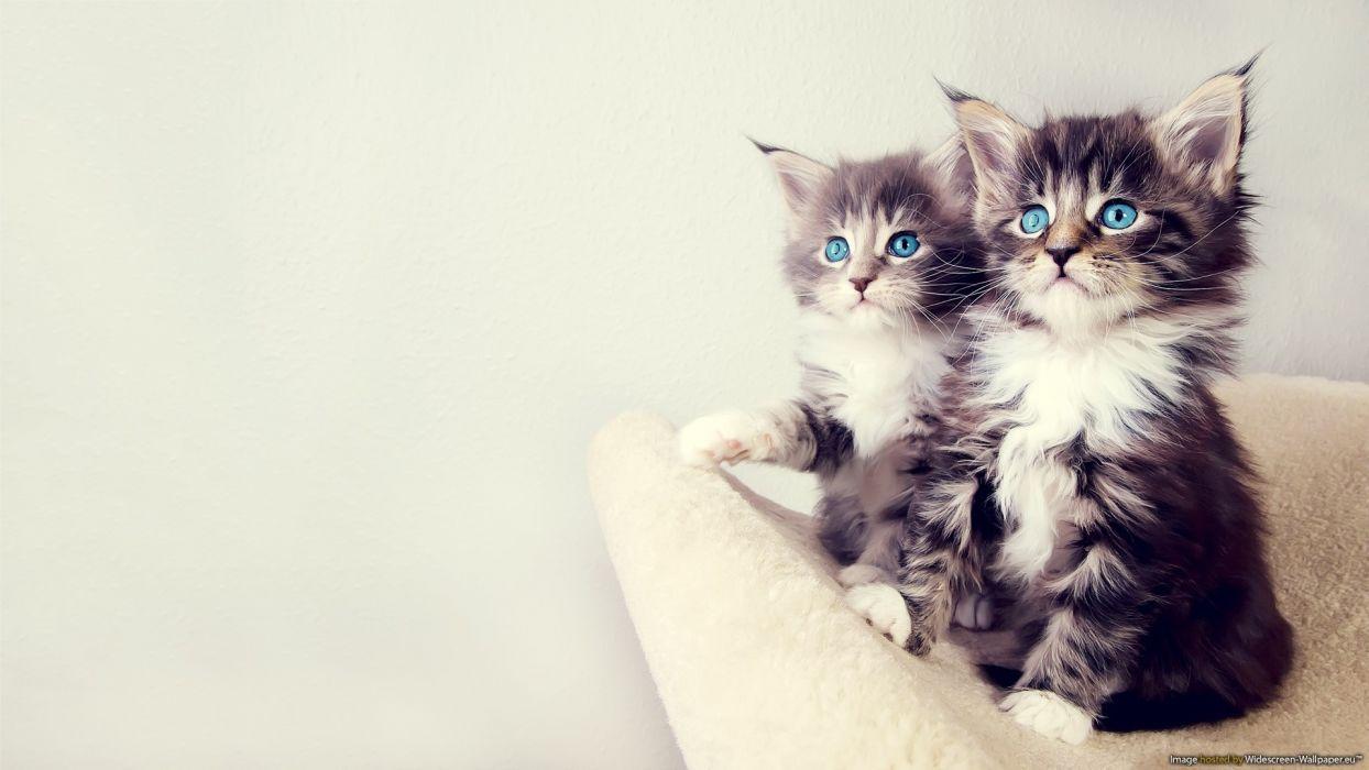Blue white cats blue eyes animals gray sitting kittens chest