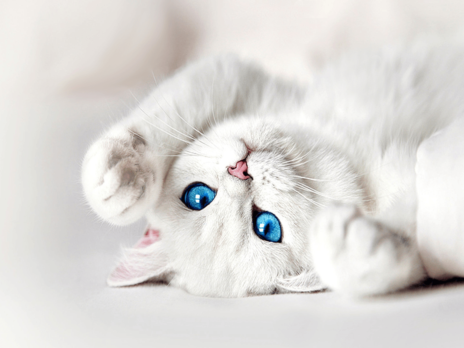 Kittens Valentines Wallpapers Wallpaper Cave
