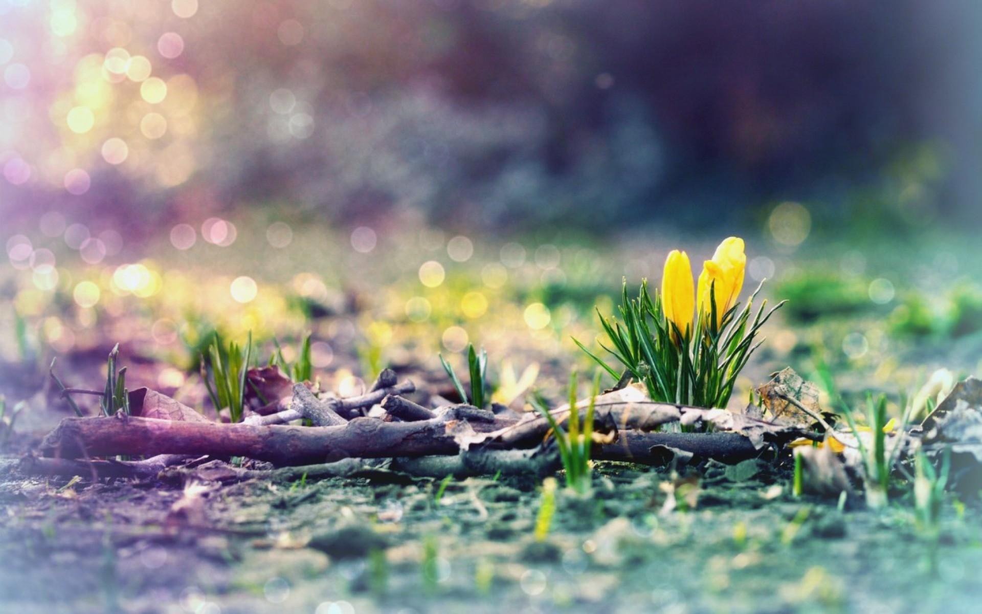 Early Spring HD Wallpaper