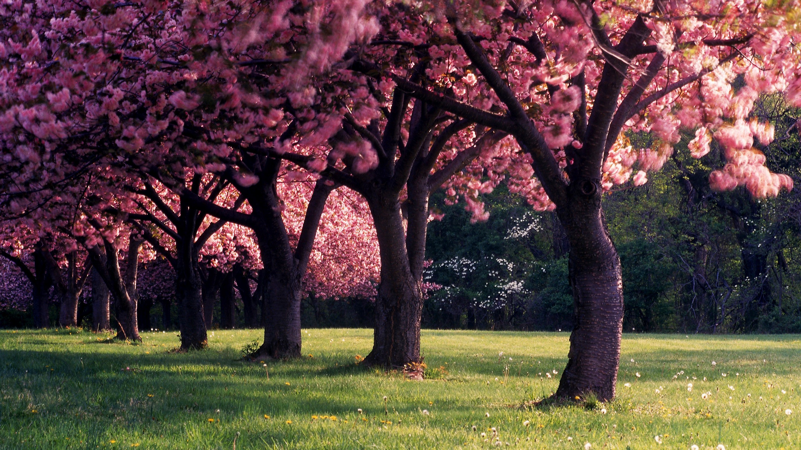 spring, Trees, Nature, Dandelion, Landscape, Seasons, Depth