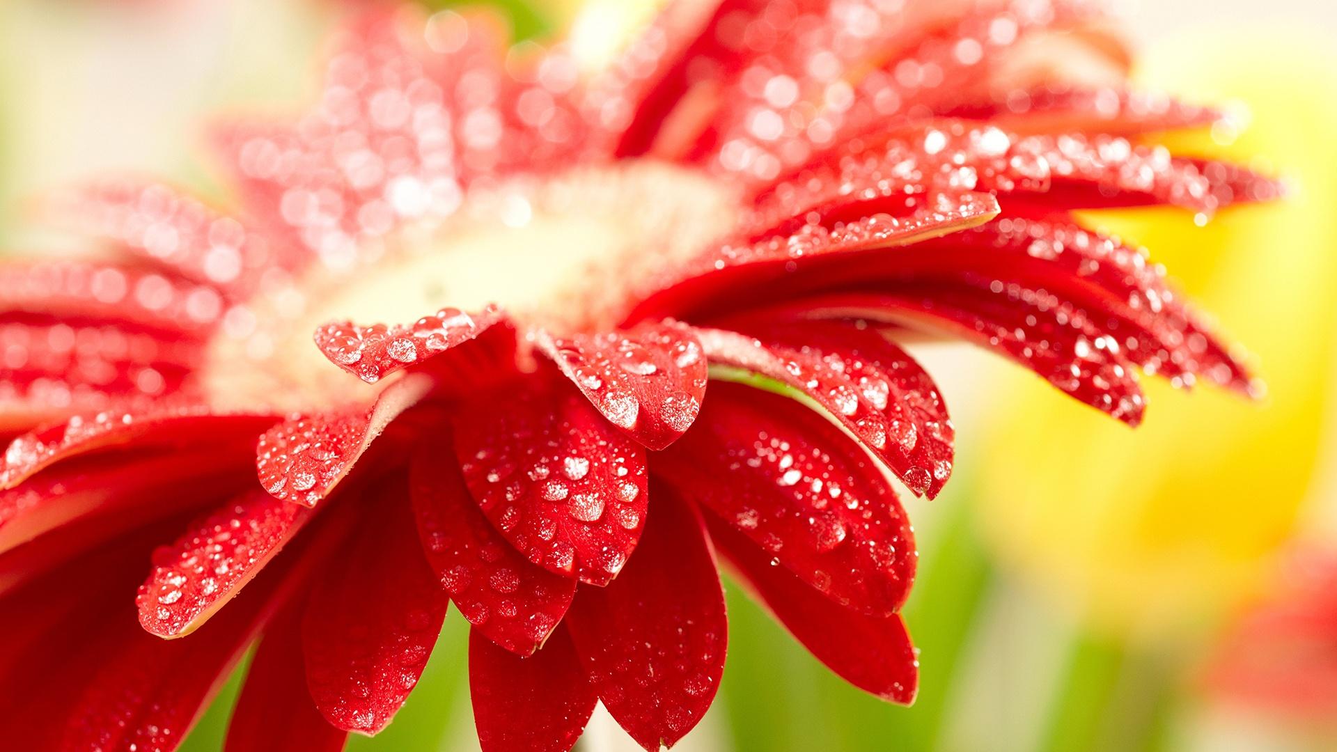 Amazing Red Flower Hd 101 Awesome Wallpaper To Download