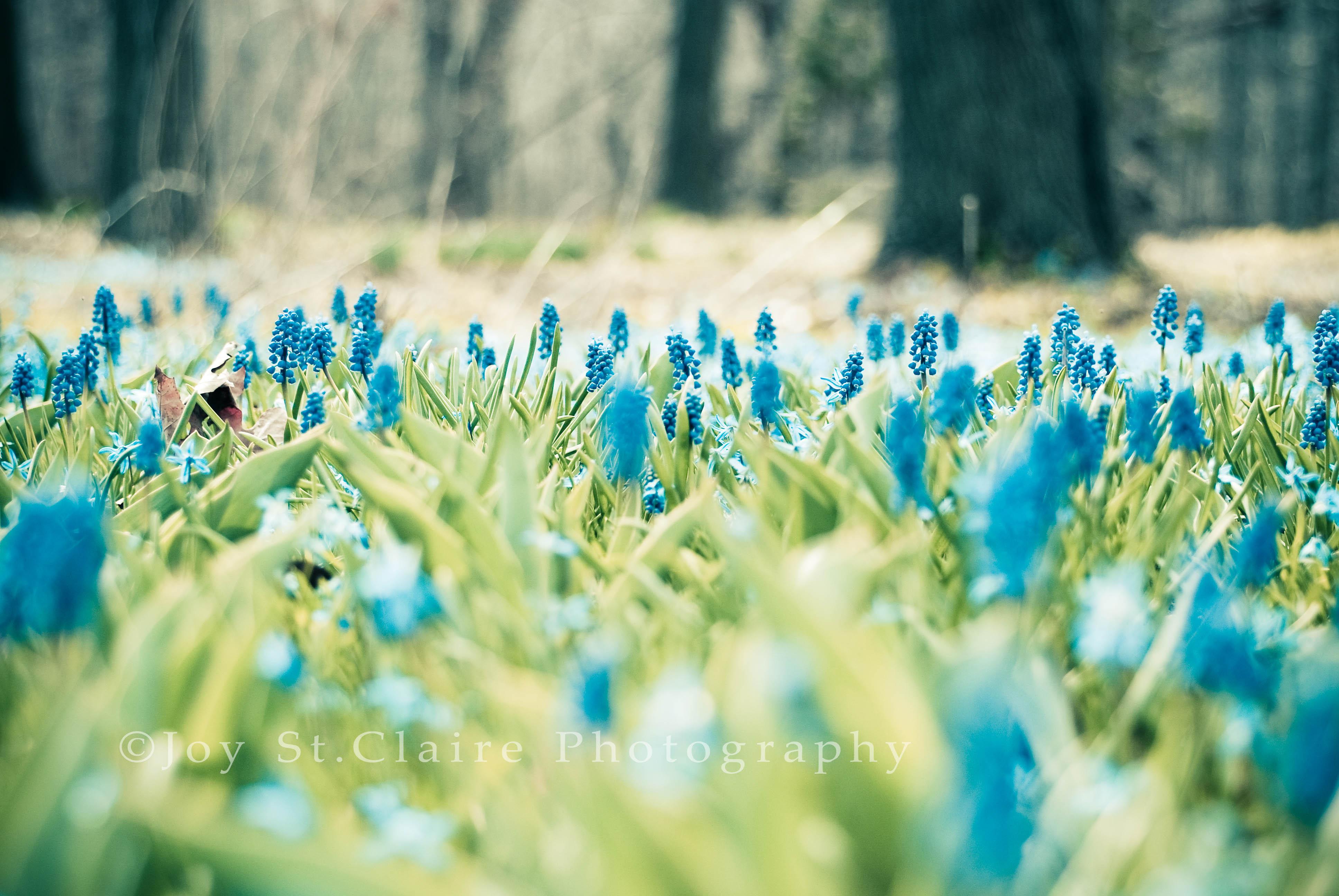 spring photography wallpaper
