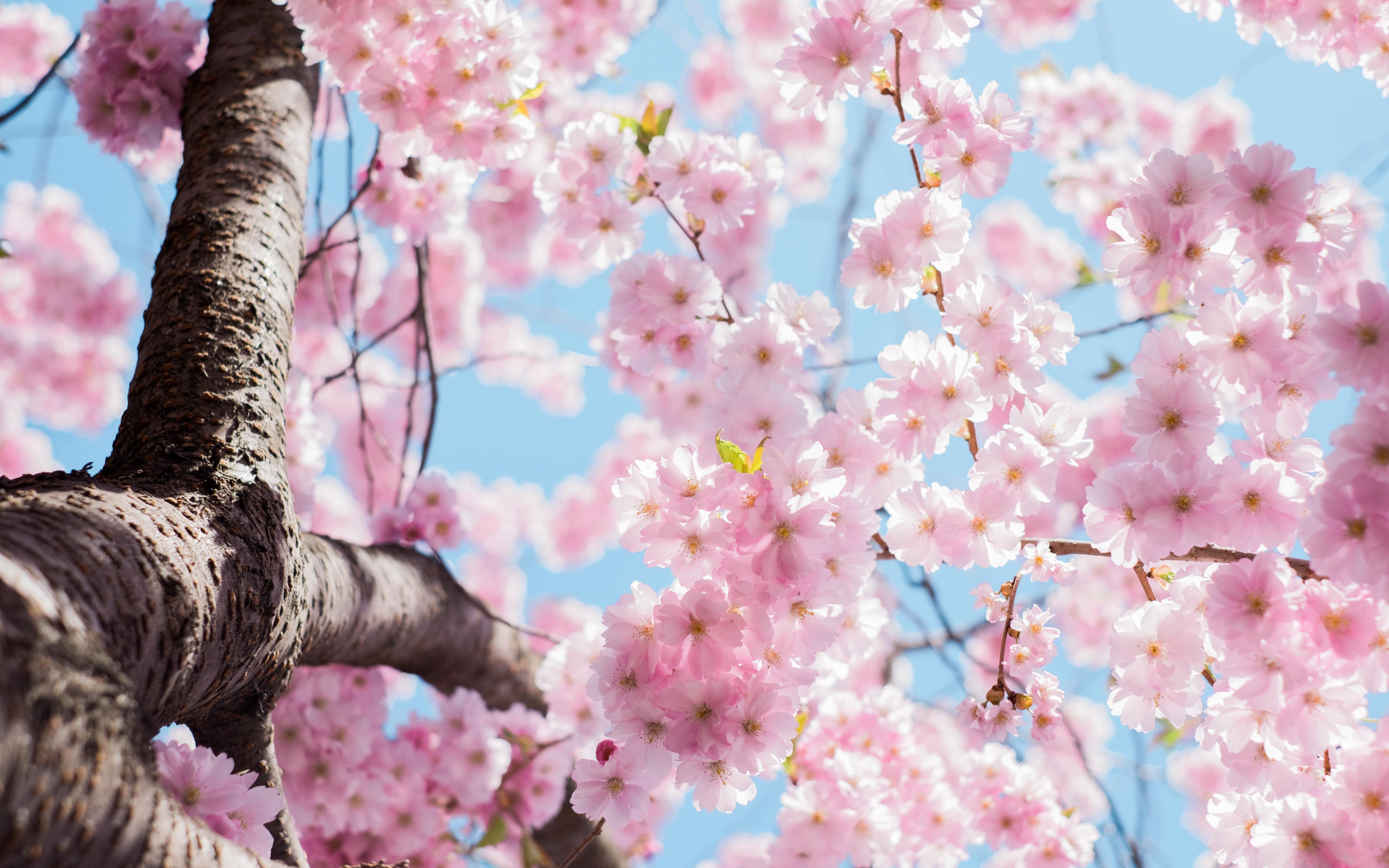 Cherry Blossom Tree 4K wallpaper