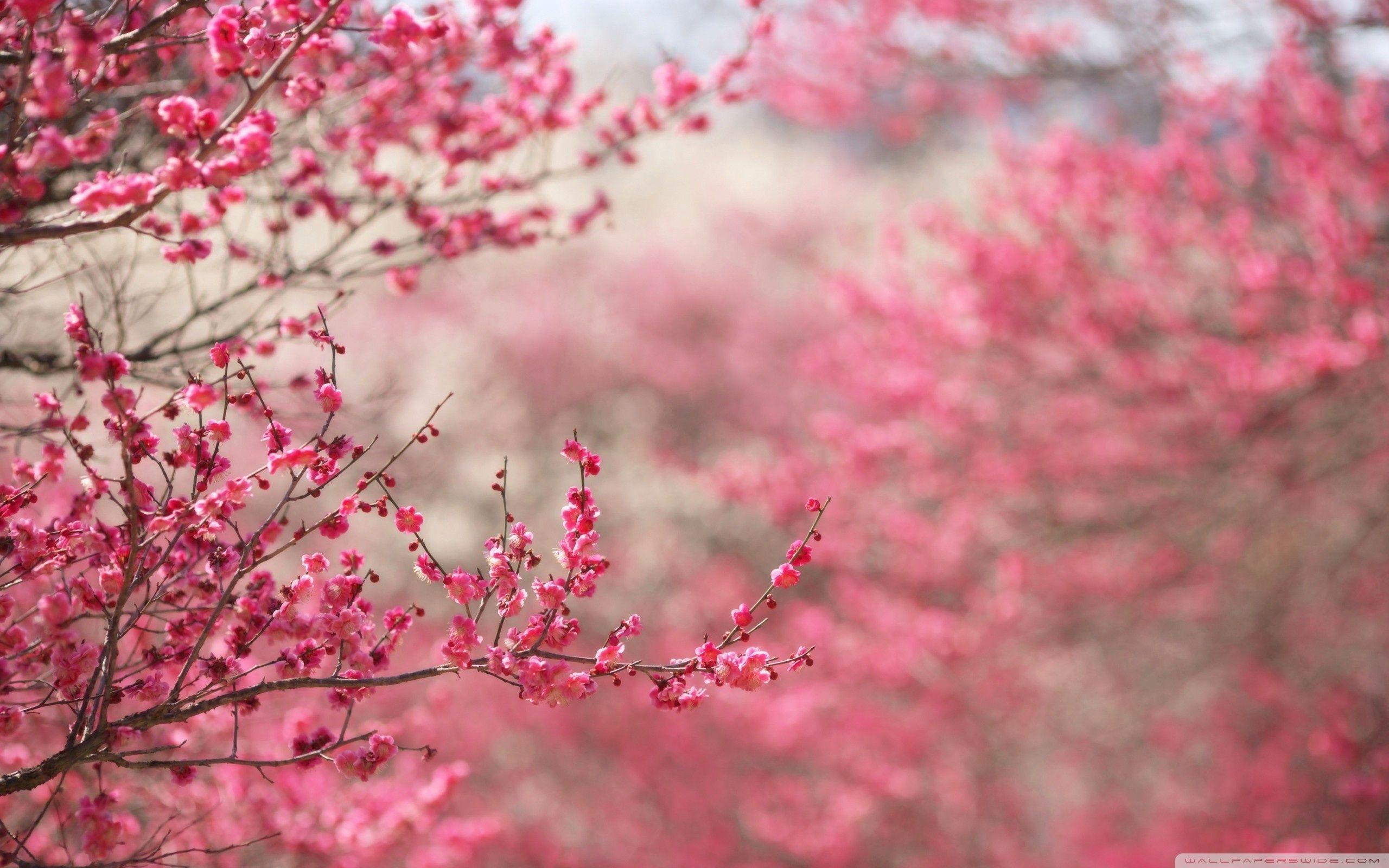 Cherry Blossom Samsung Tablet Wallpaper