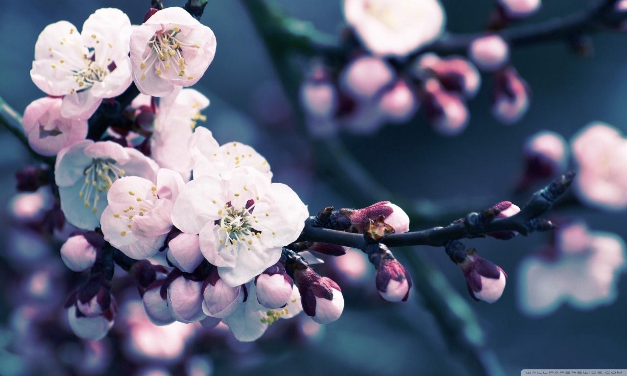 Cute Cherry Blossom Wallpaper Desktop