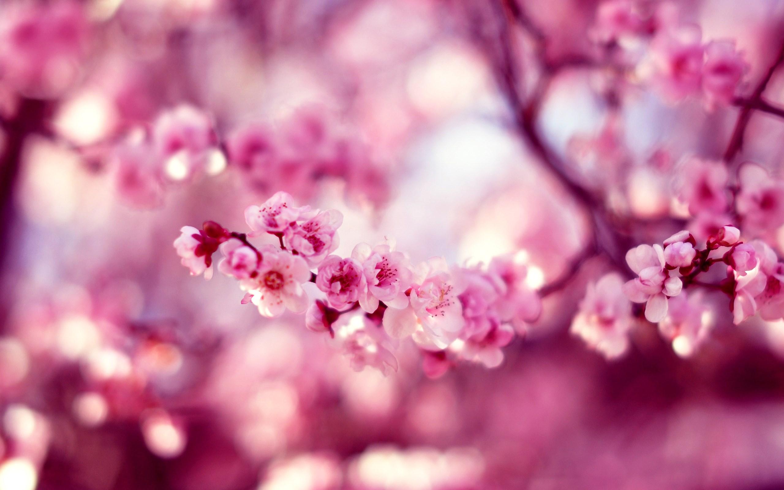 Spring cherry blossom HD wallpaperx1600