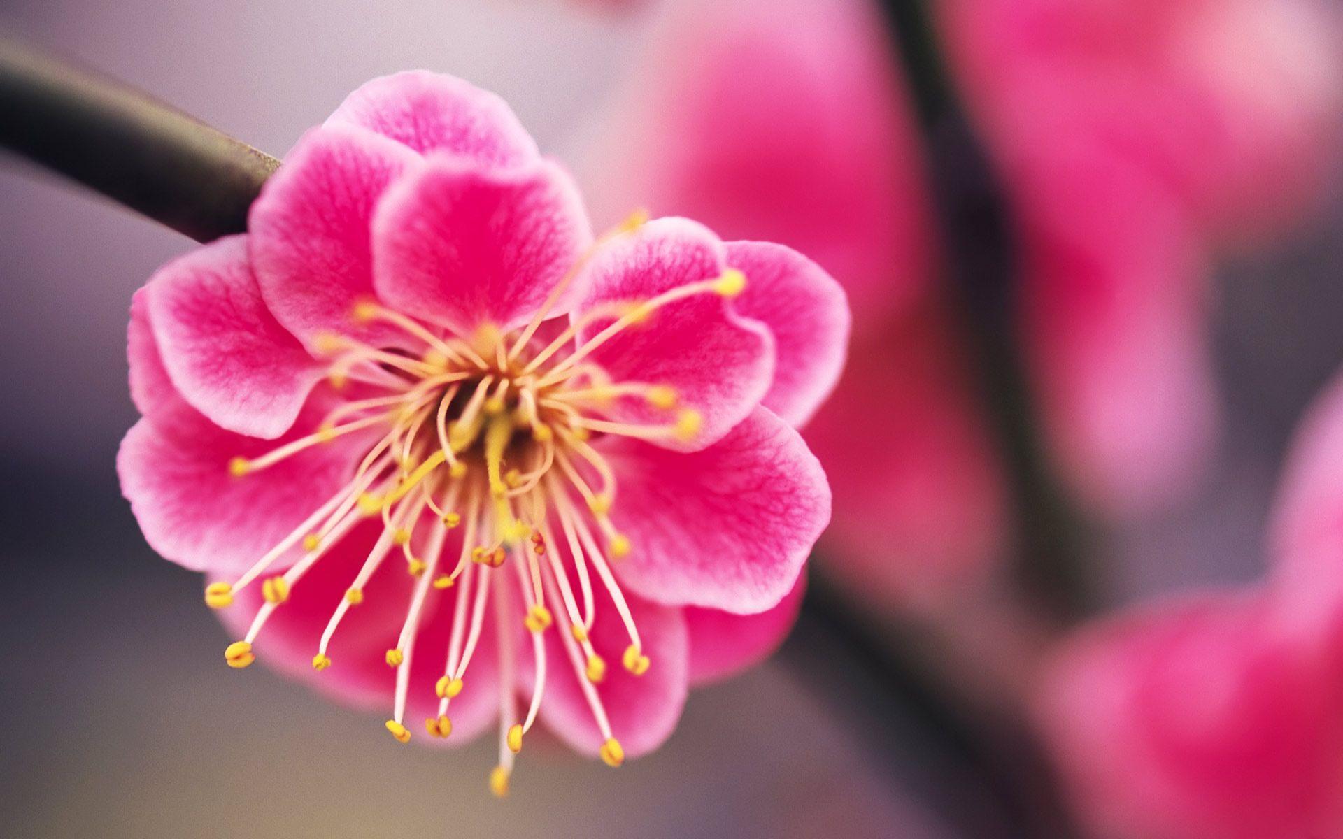 Beautiful Pink Sakura Flowers Wallpaper Image HD Free