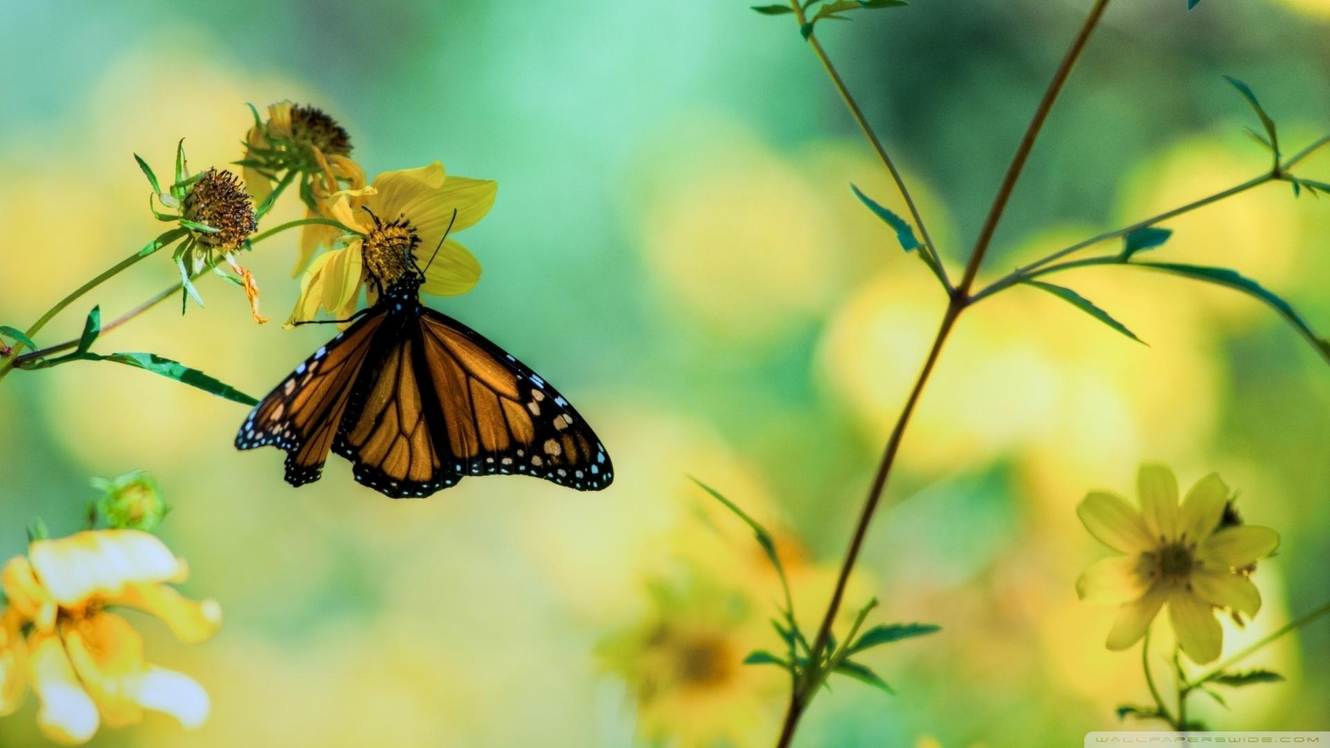 Yellow Butterfly Aesthetic Wallpapers - Wallpaper Cave