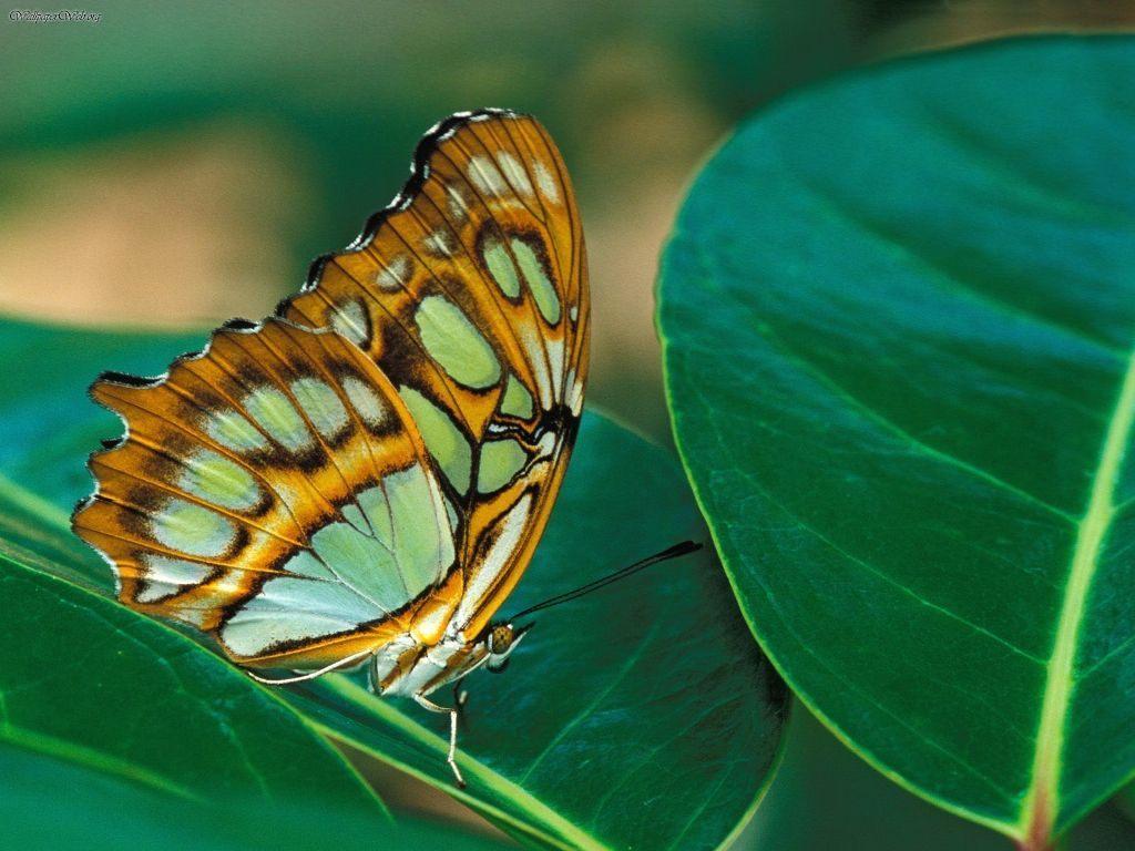Wallpaper de uma borboleta - Fotos e imagens