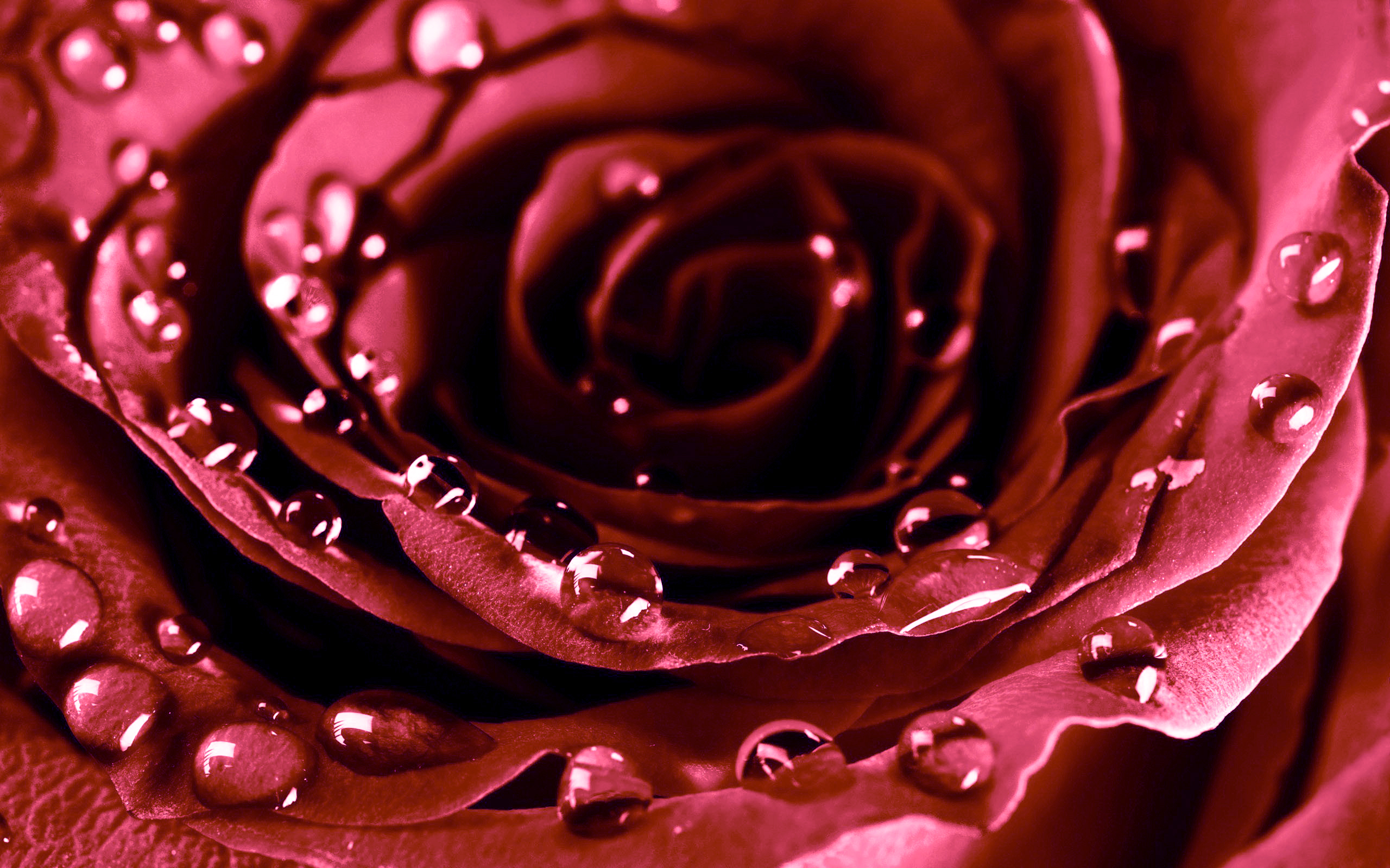 Roses drops valentine&;s day flowers wallpaper