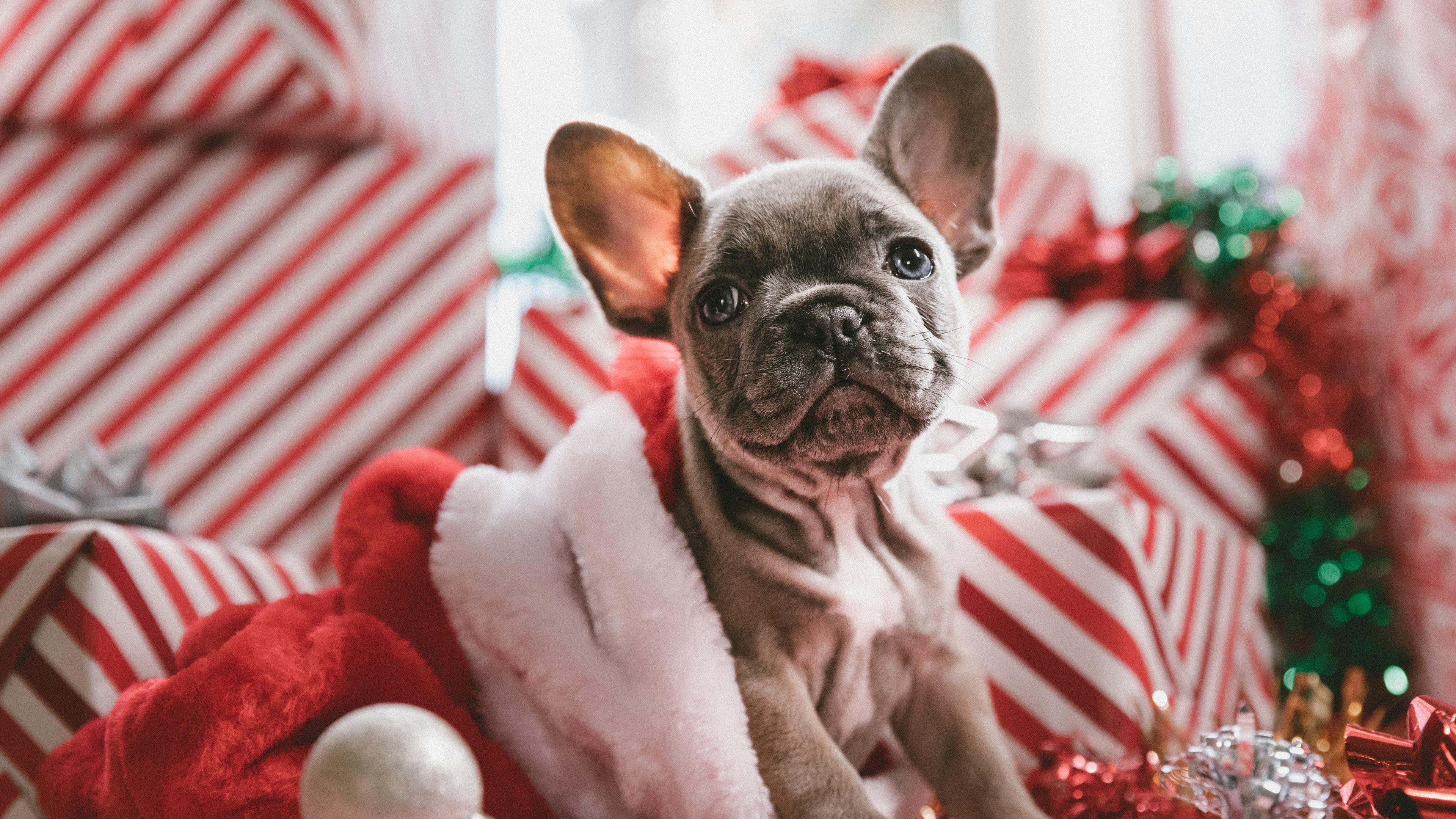 Wallpaper Cute dog sit on sofa, Christmas theme 3840x2160