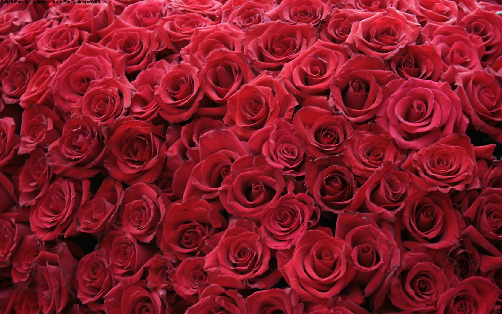 Awesome Red Roses Picture and Wallpaper
