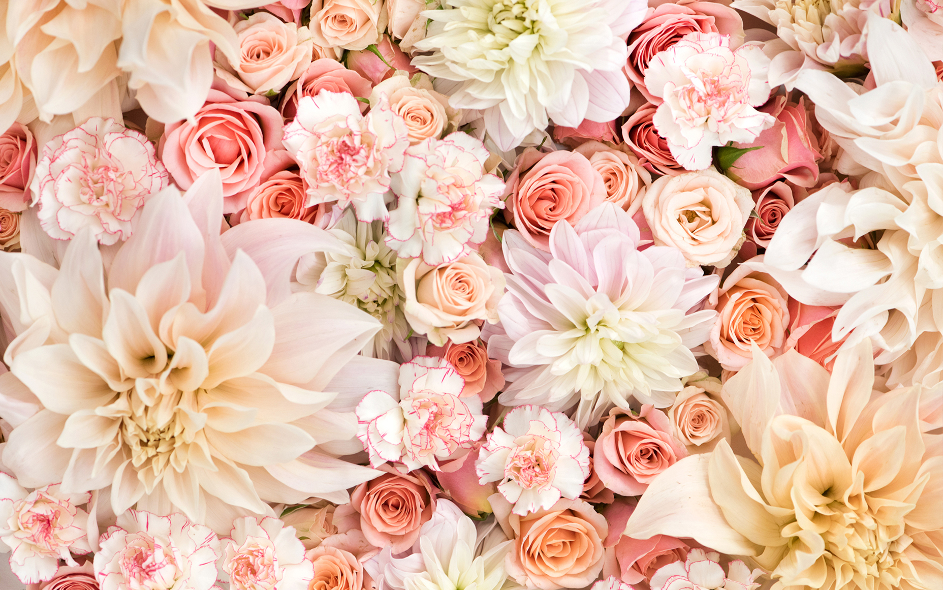 Dahlias, Roses, and Carnations in Pastels Wallpaper