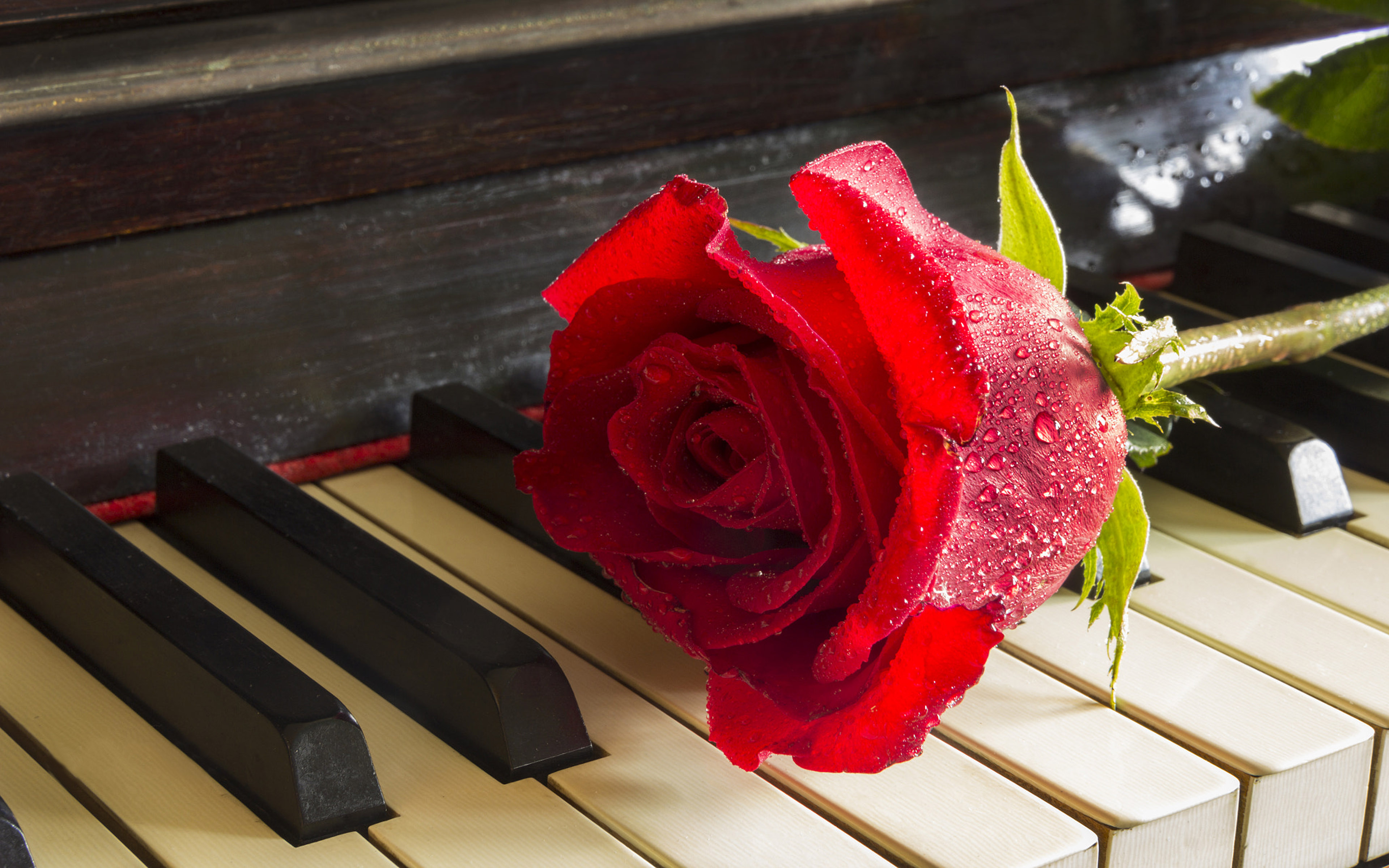 Red Rose On Piano Relaxing Music Meditation Desktop HD