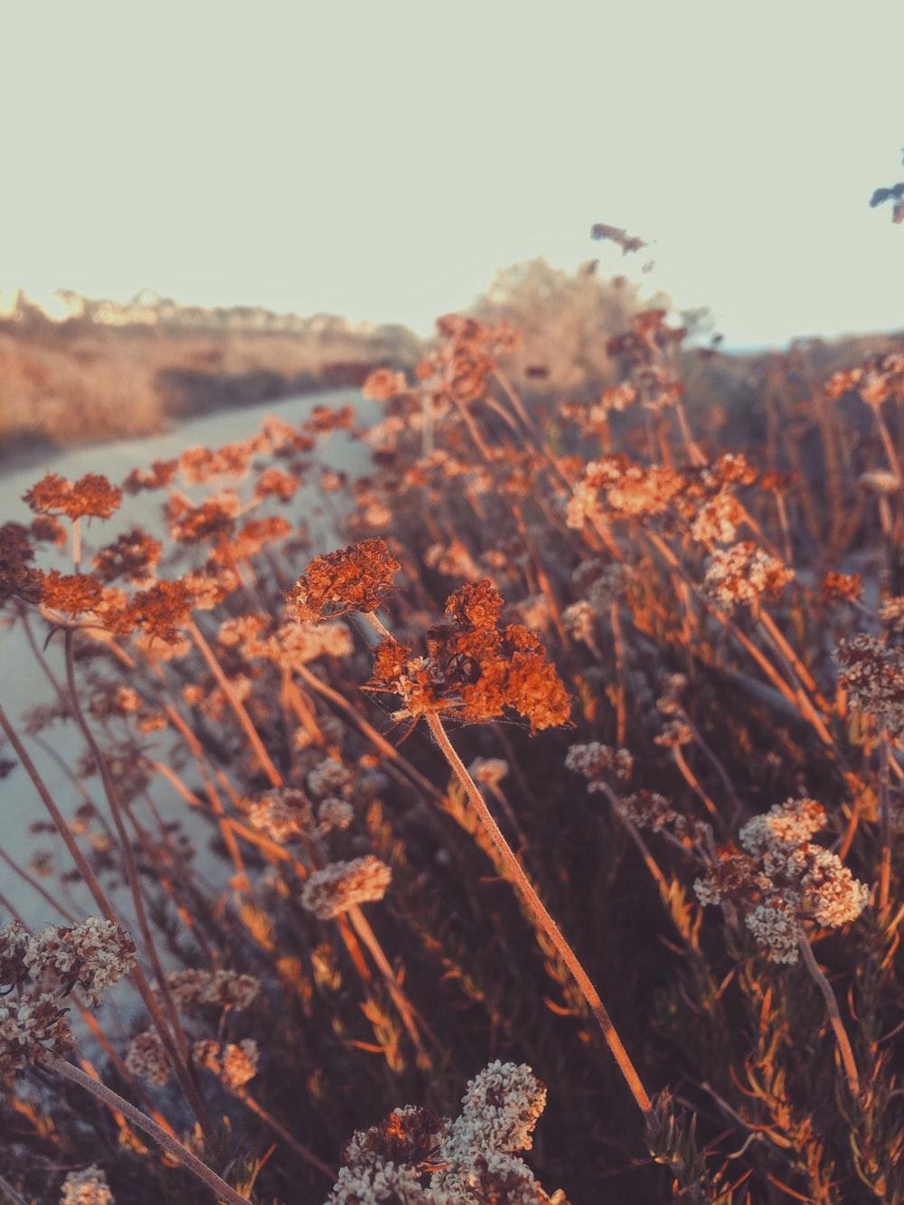 selective focus photo of brown leaf plant photo