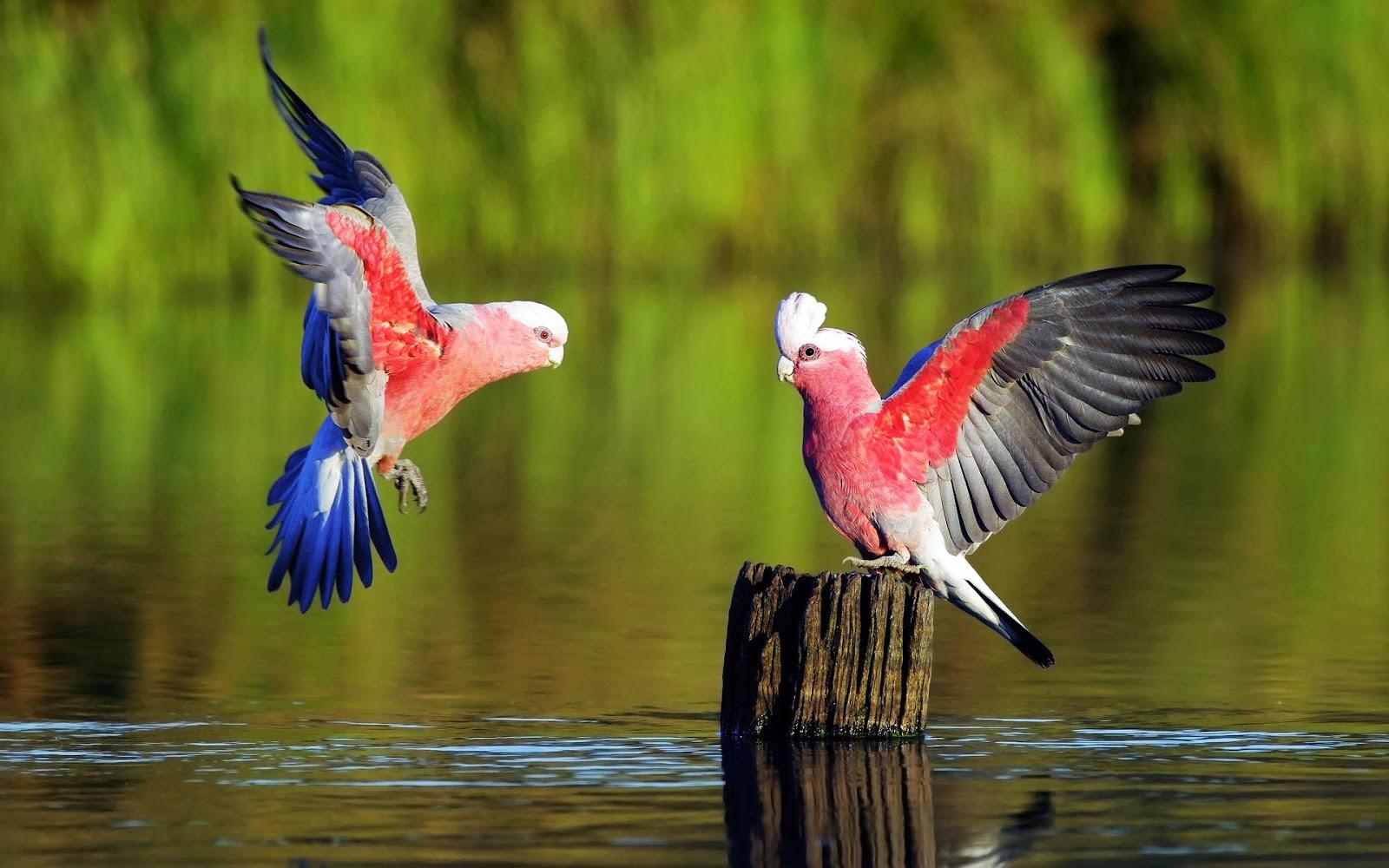 Beautiful Galah Parrot Birds On The Water HD Wallpaper