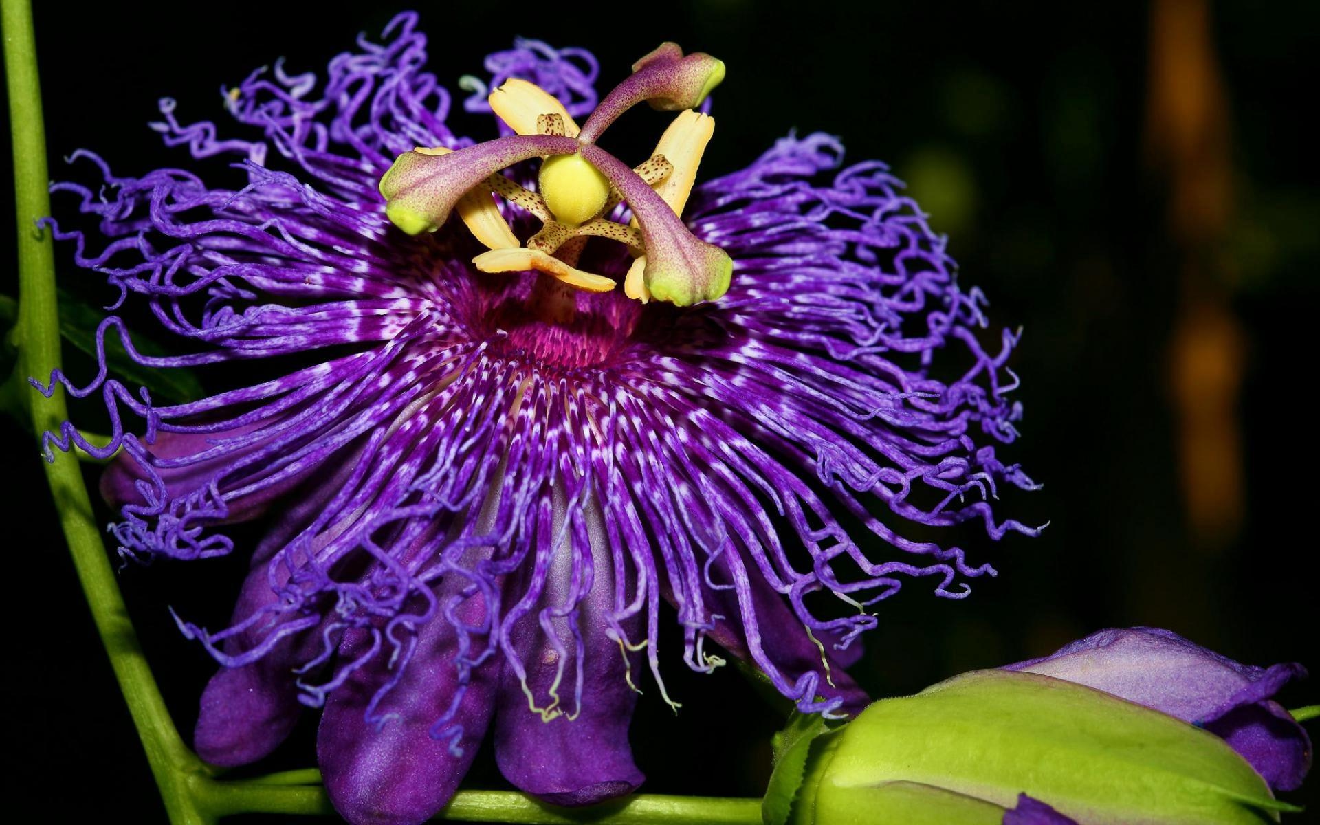 Download wallpaper 1920x1200 inspiration, passion, flower