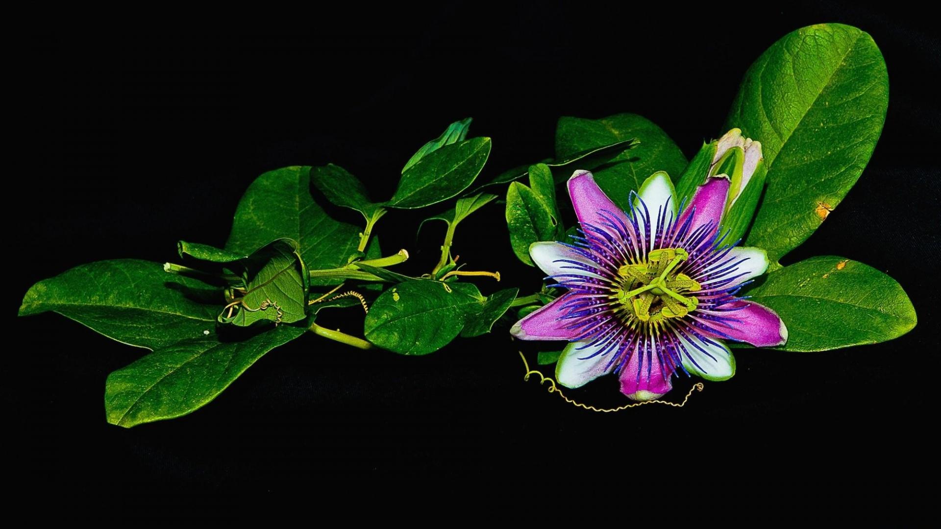passion flower desktop background. passion flower