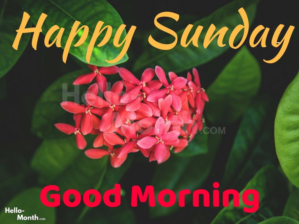 Happy Sunday Good Morning Wishes, Quotes Image, Pics, HD