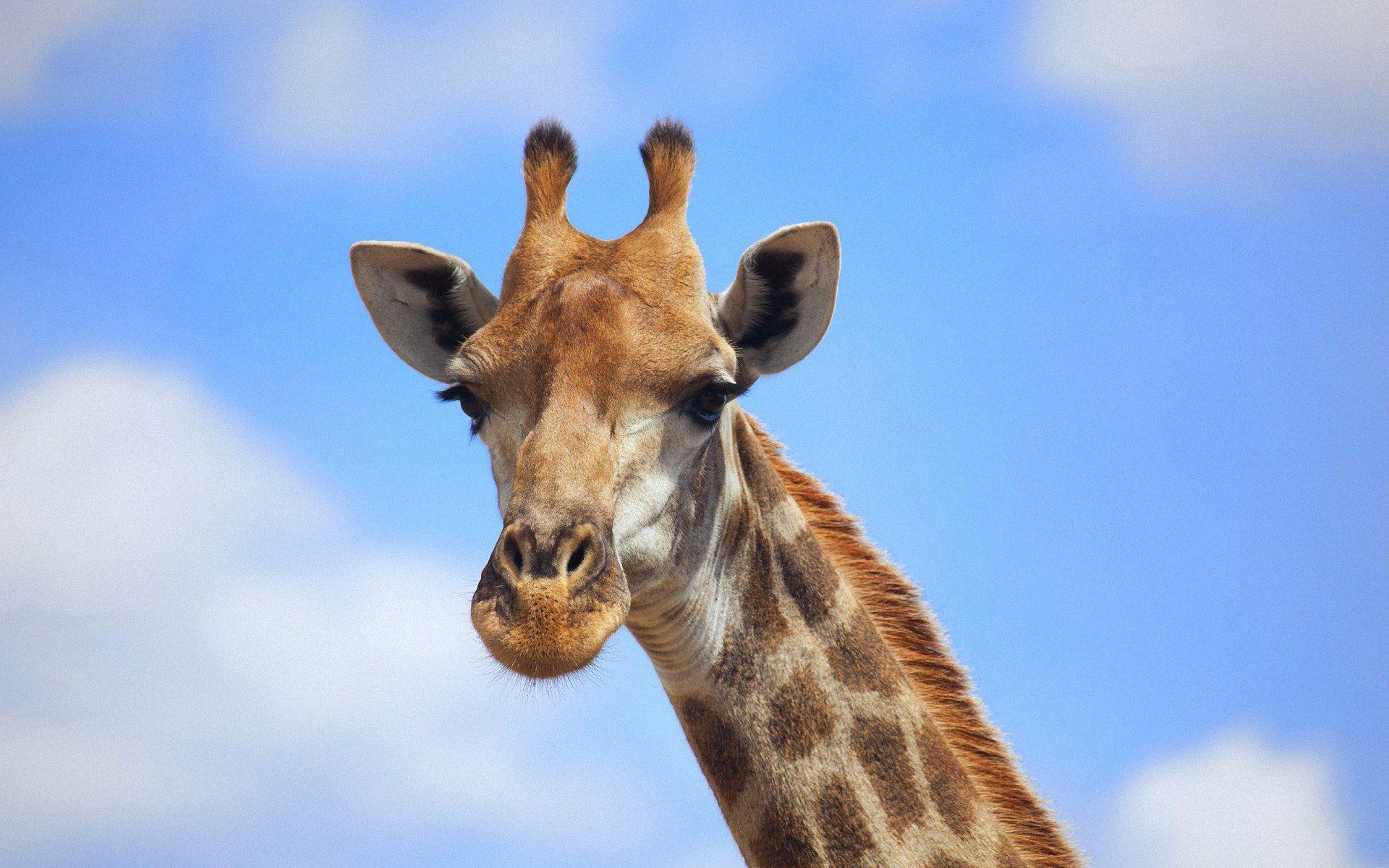 Baby giraffe wallpaper Baby Animals 1680×1050 Funny Giraffe