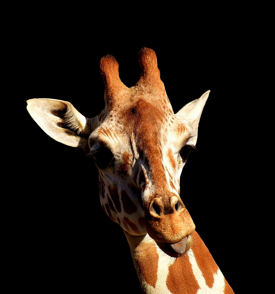 HD wallpaper: giraffe, cheeky, stick out tongue, funny, cute
