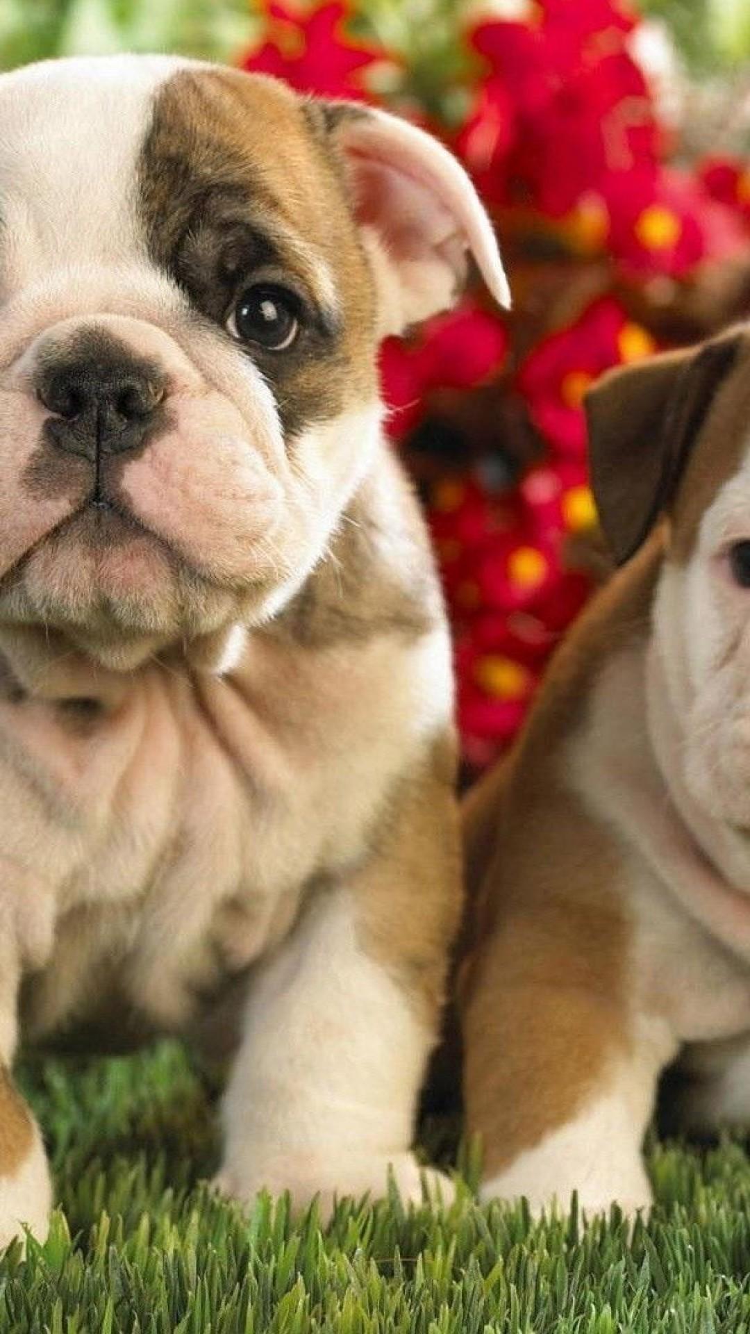 Cute Bulldog English And French Puppies wallpaper