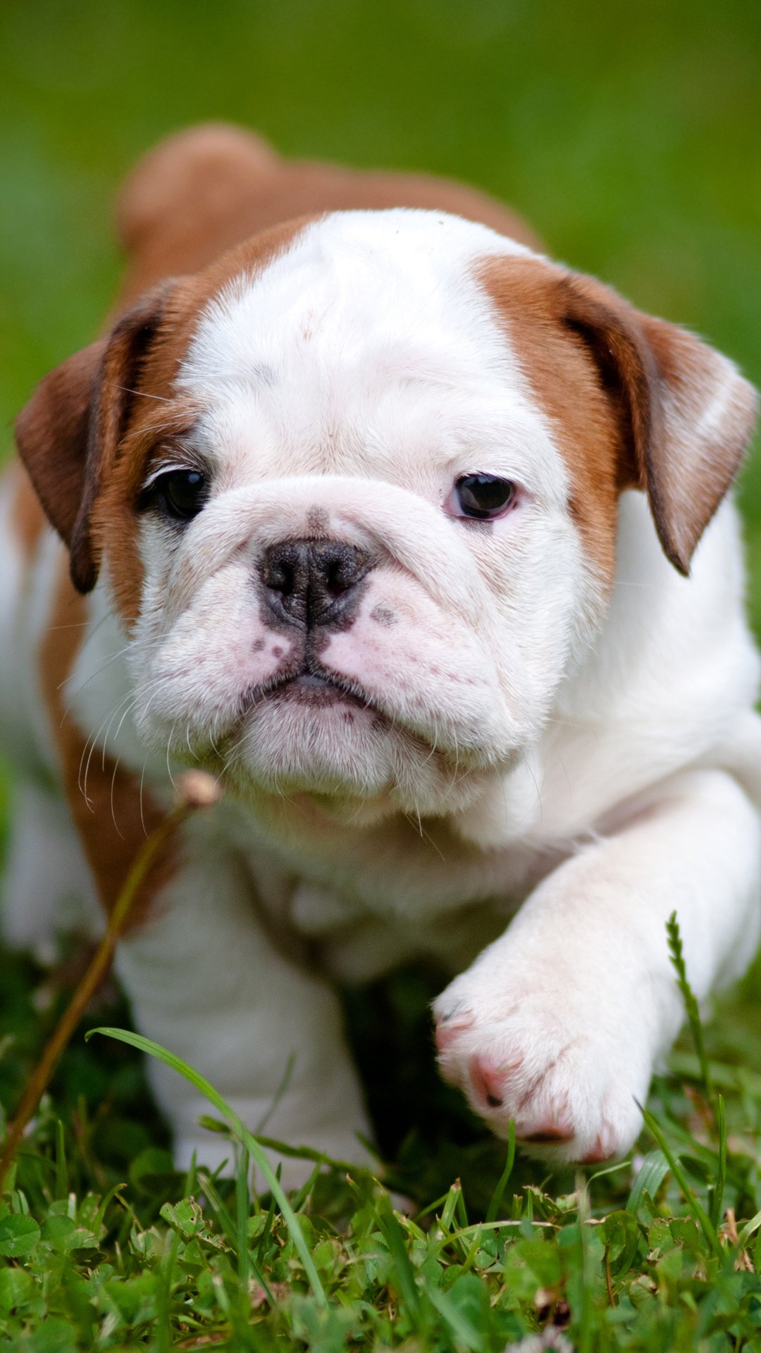Bulldog puppy htc one wallpaper, free and easy to download