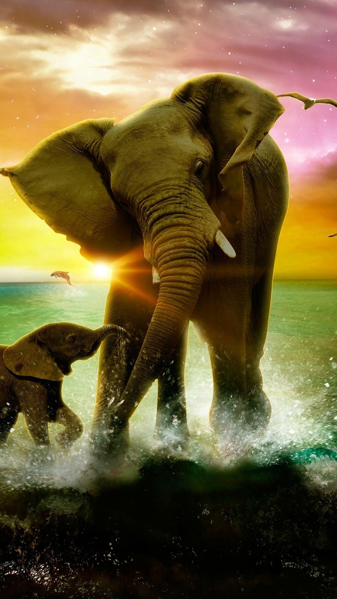 Elephant iPhone Background (25 picture)