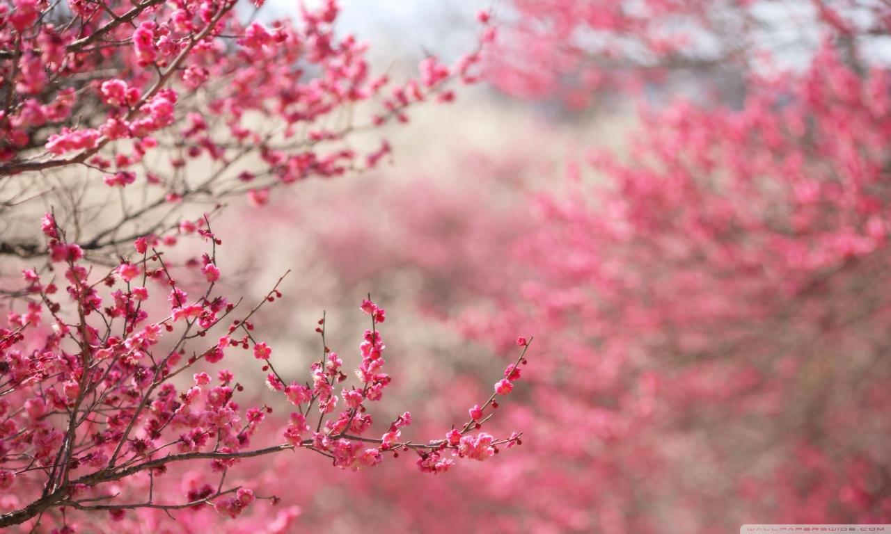 Spring Wallpaper HD Blossom HD