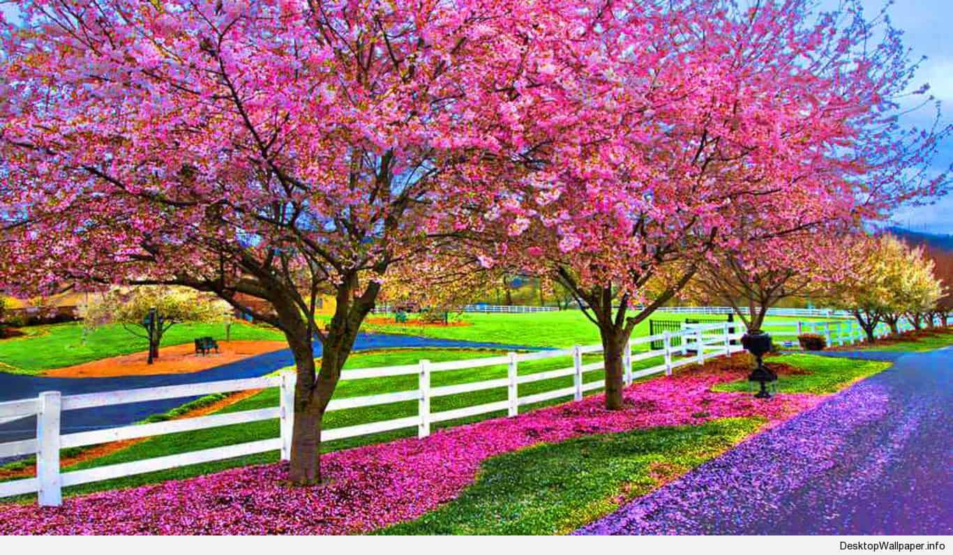 Desktop Wallpaper Spring Season Nature Spring