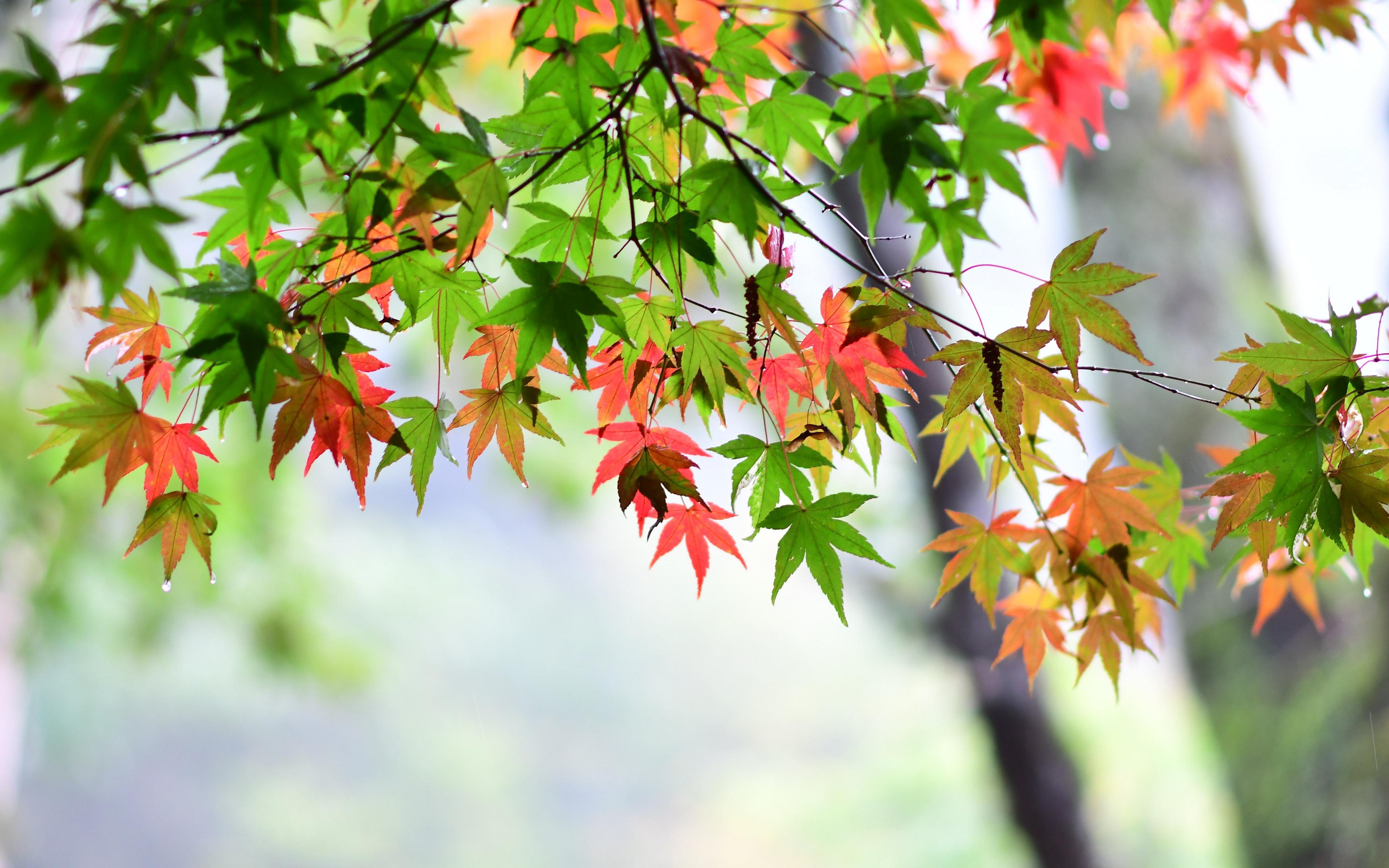 Maple Leaf, Leaves, Spring, Wallpaper Leaf Wallpaper 4k