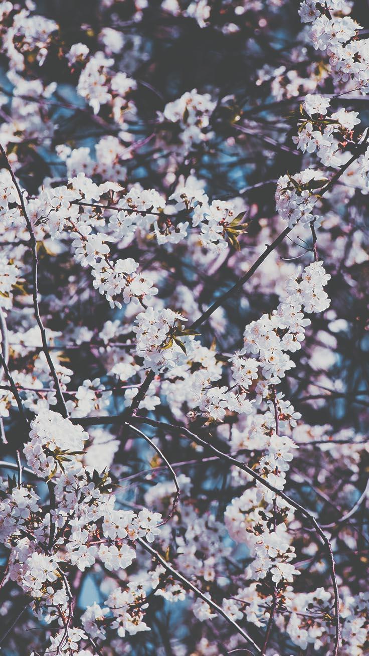 Gorgeous Spring Blossom iPhone Wallpaper