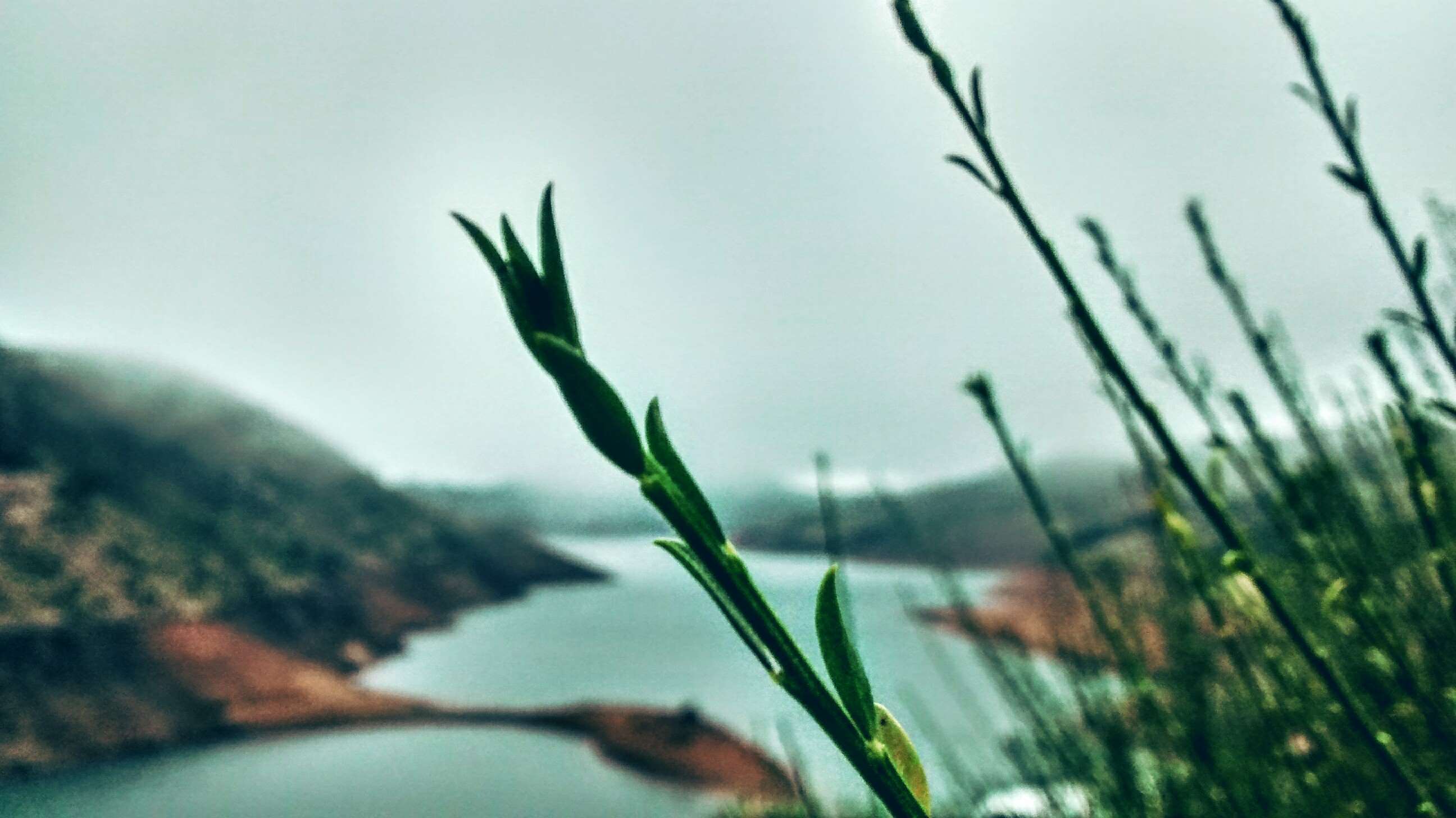 avalanche ooty, blade of grass, bushes, hill, lake