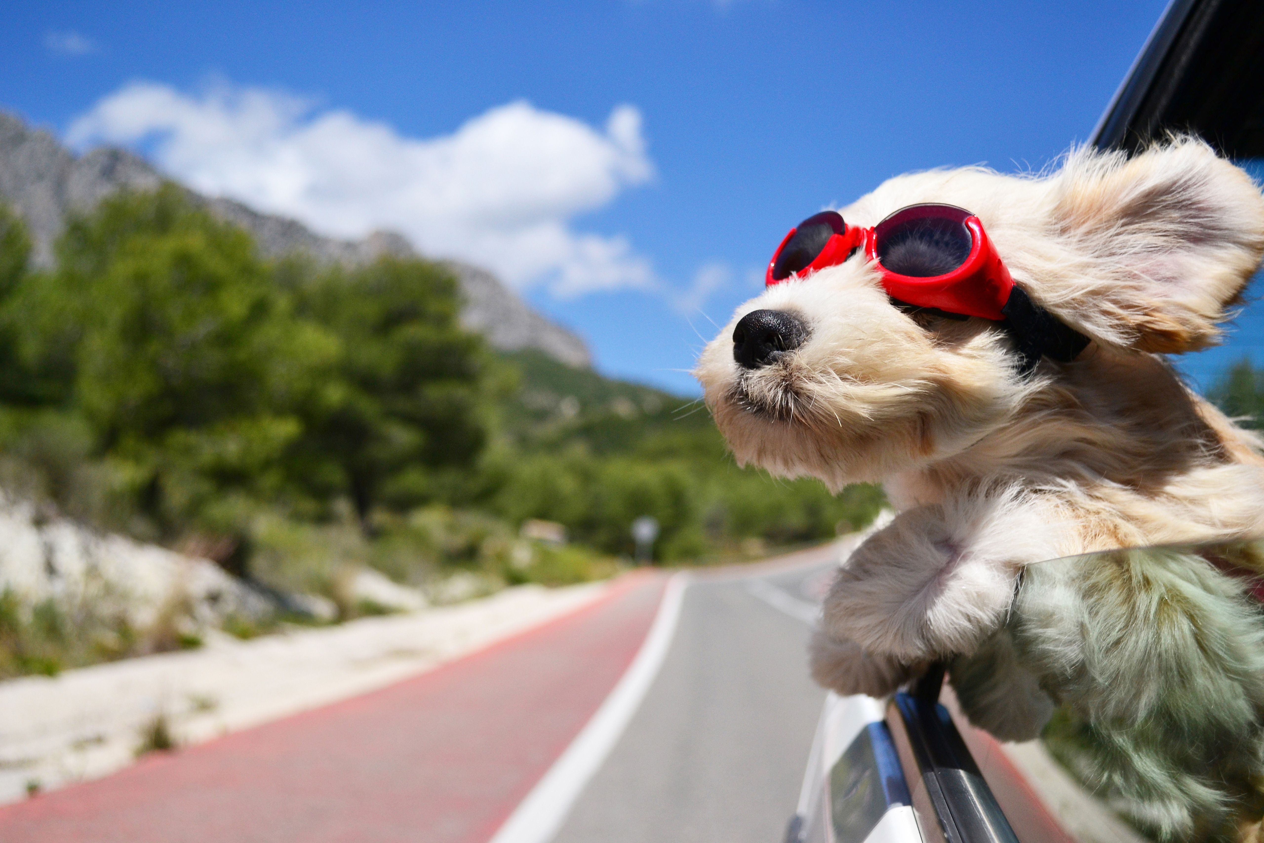 Cute Dogs with Glasses Wallpaper Free Cute Dogs