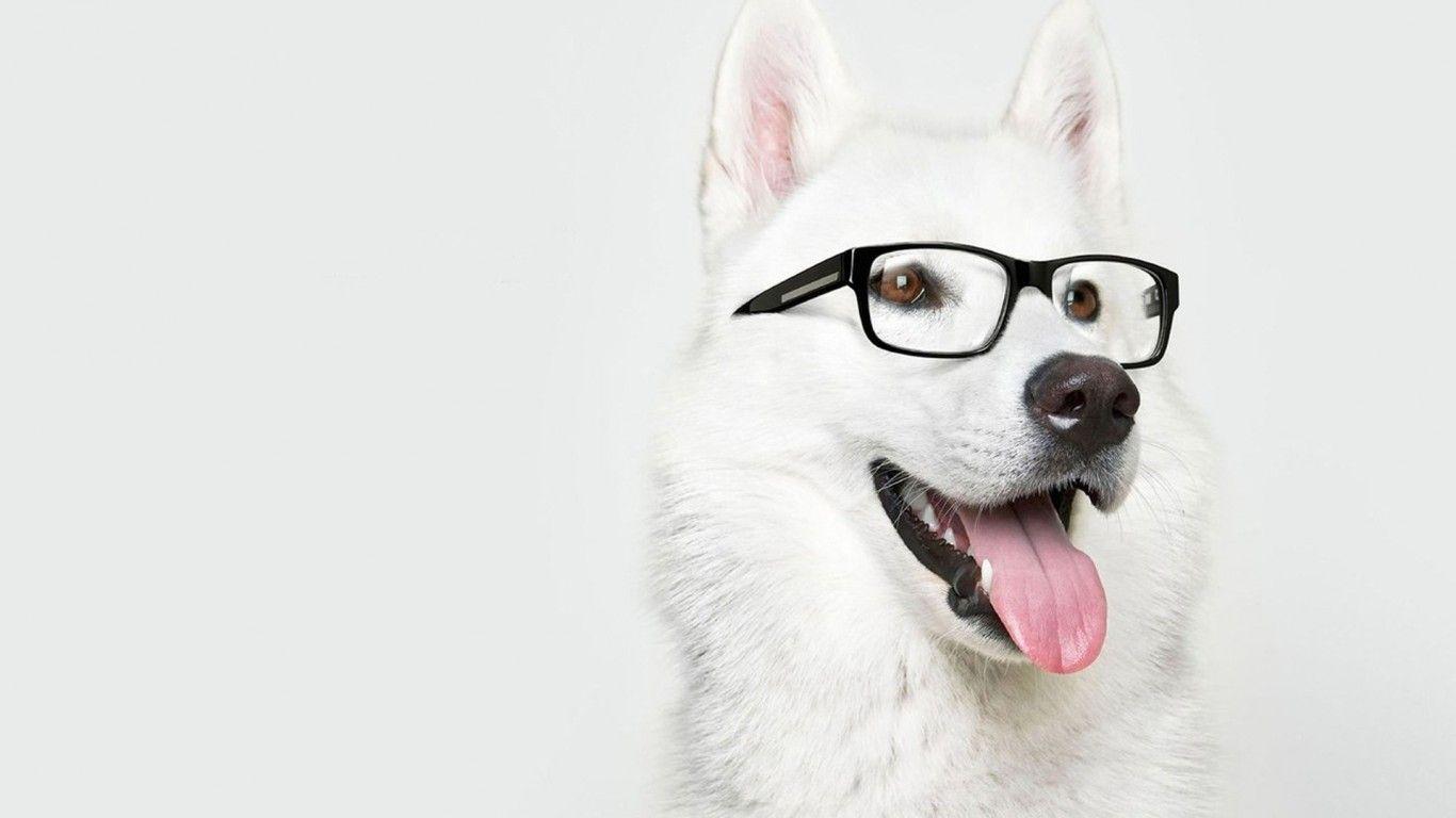 Dog with Glasses Wallpaper Free Dog with Glasses