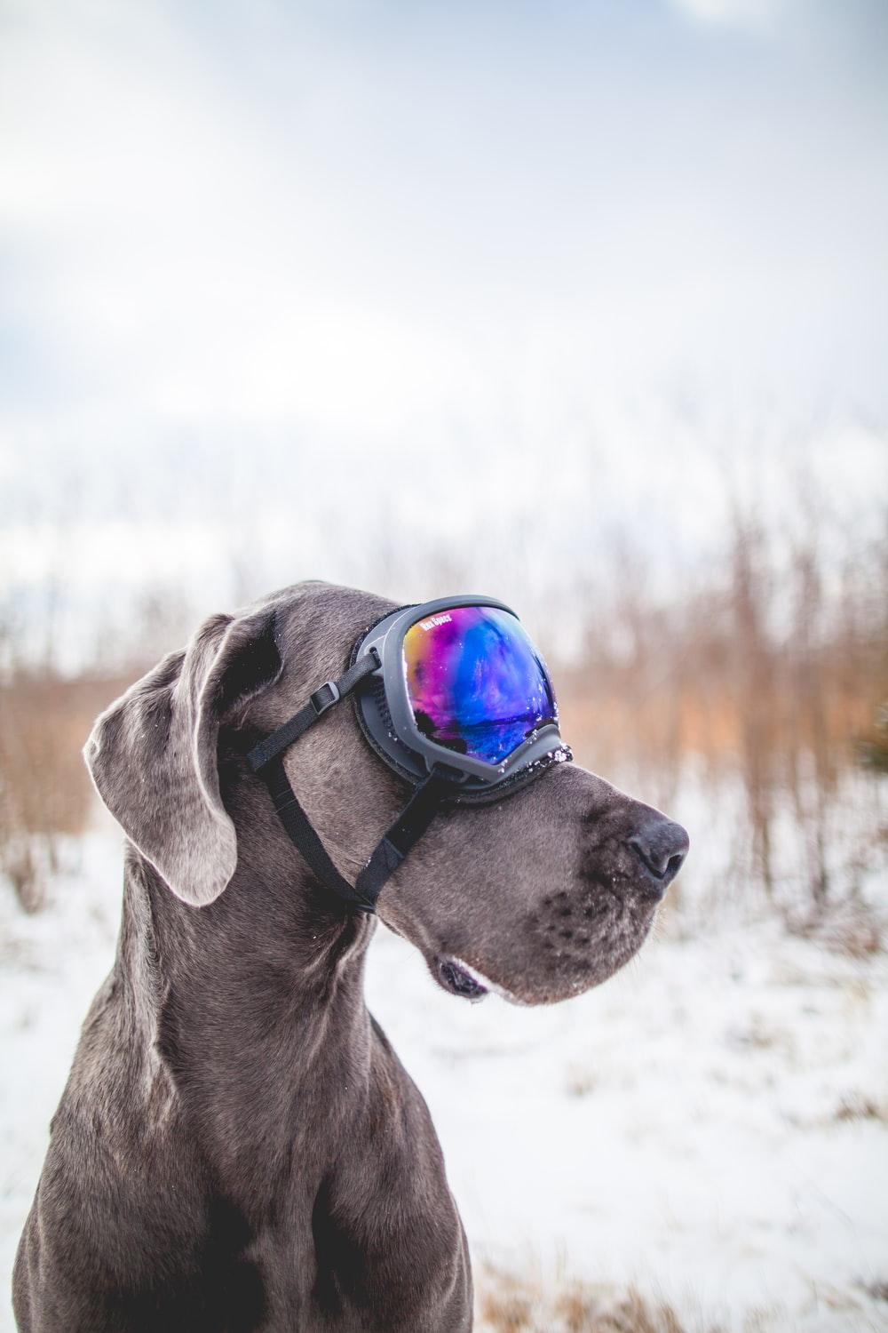 gray dog wearing black snow goggles photo