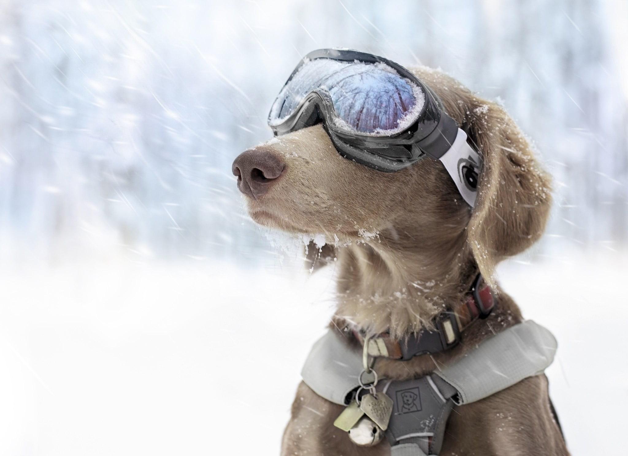 Short Coated Tan Dog, Dog, Snow, Goggles, Winter HD