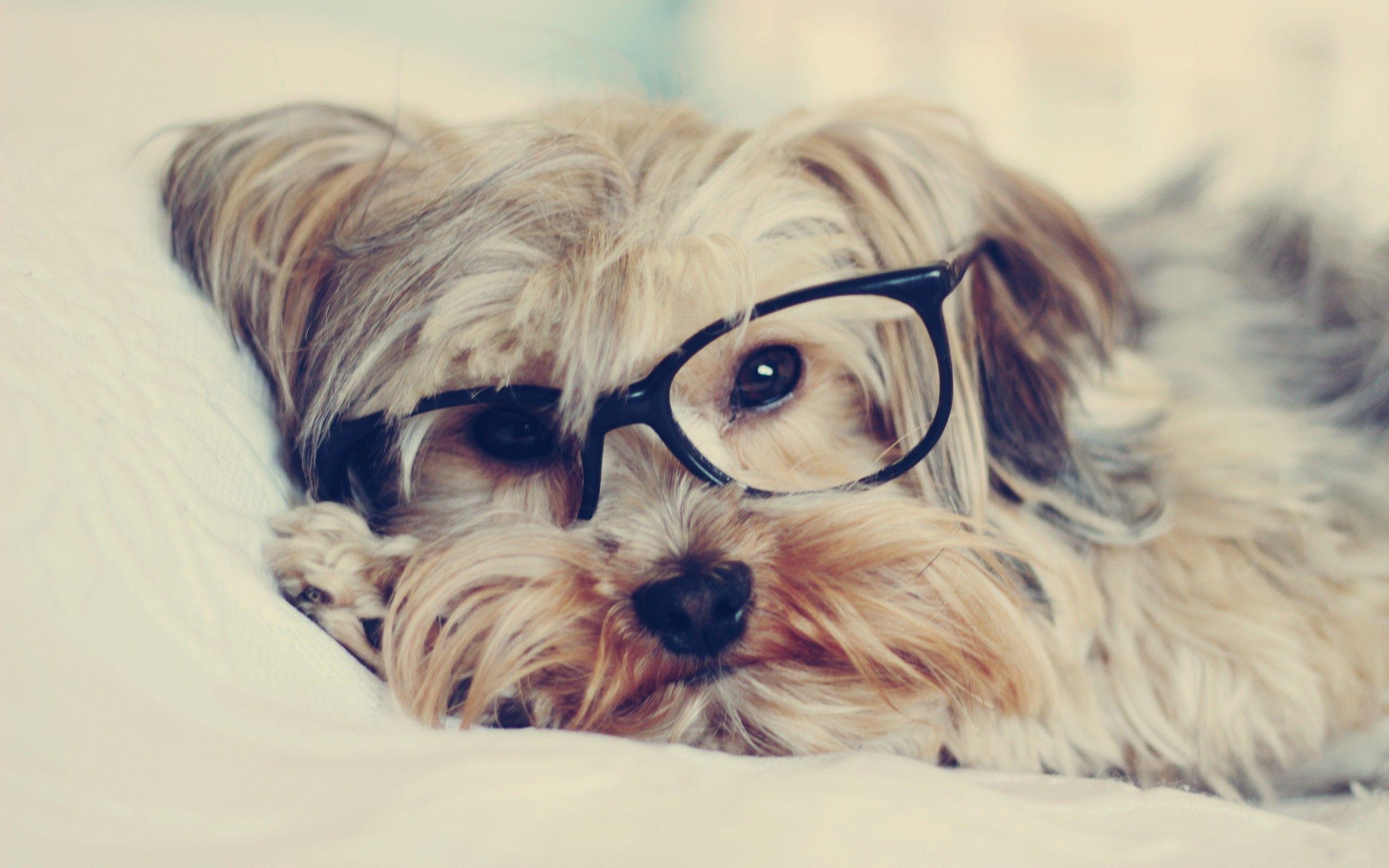 Dog with Glasses Wallpaper Free Dog with Glasses