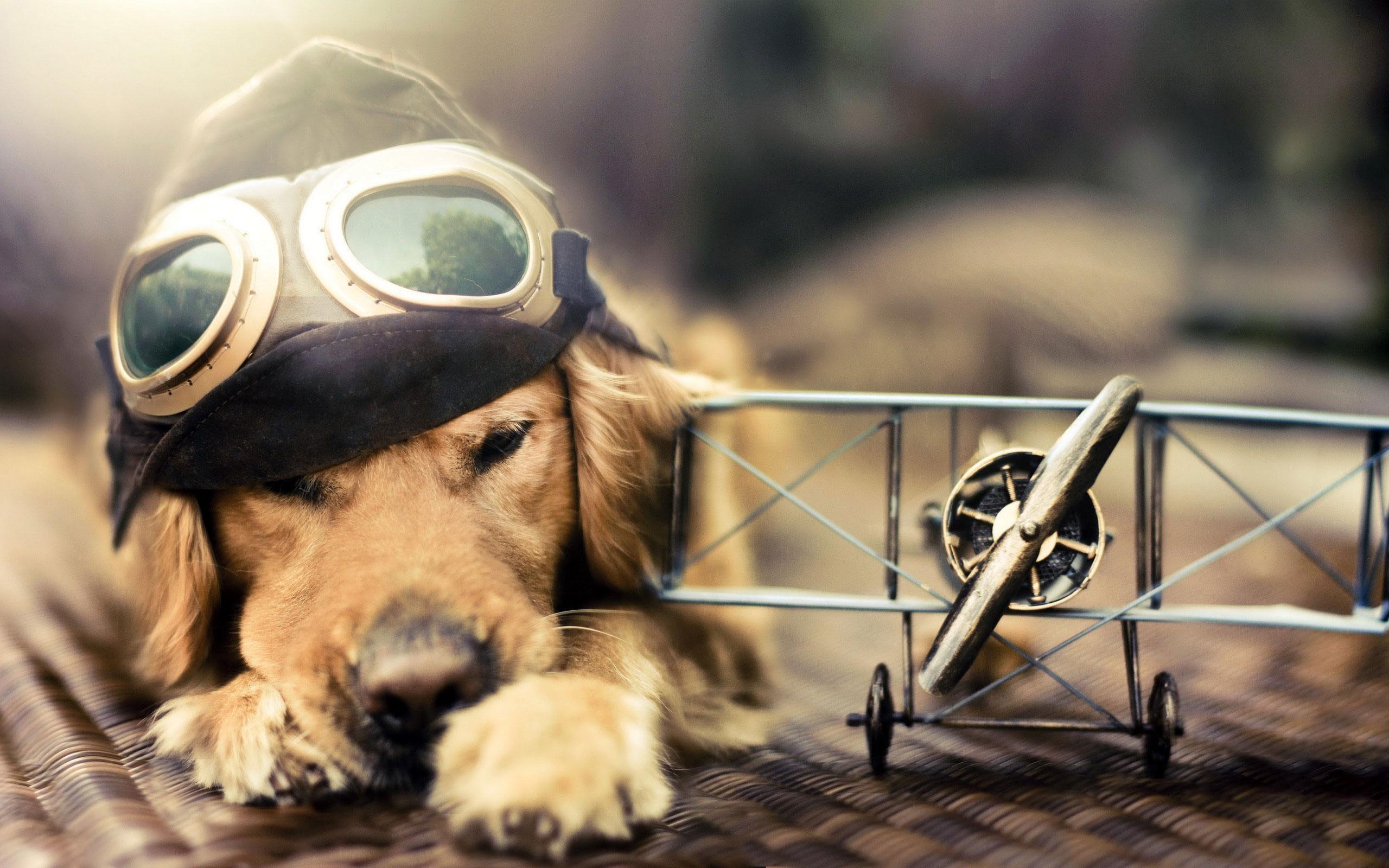 aircraft, animals, dogs, Pilot, goggles, widescreen, scale