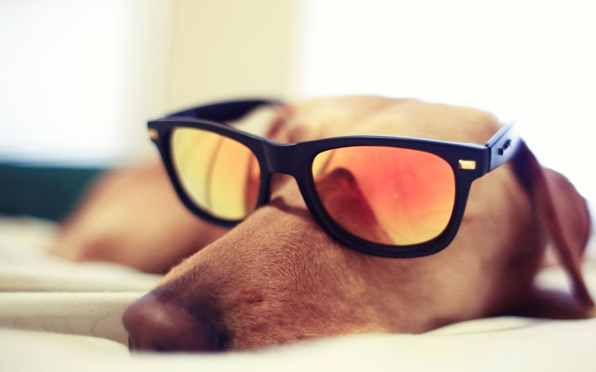 animals dog sunglasses closeup wallpaper. Animal. Tokkoro