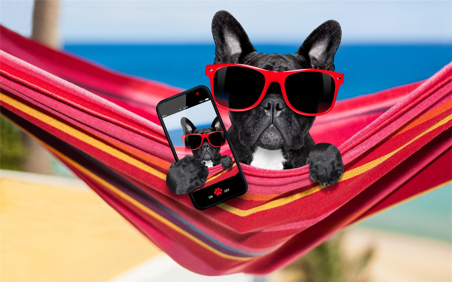 Wallpaper Black dog, sunglasses, phone, funny animal